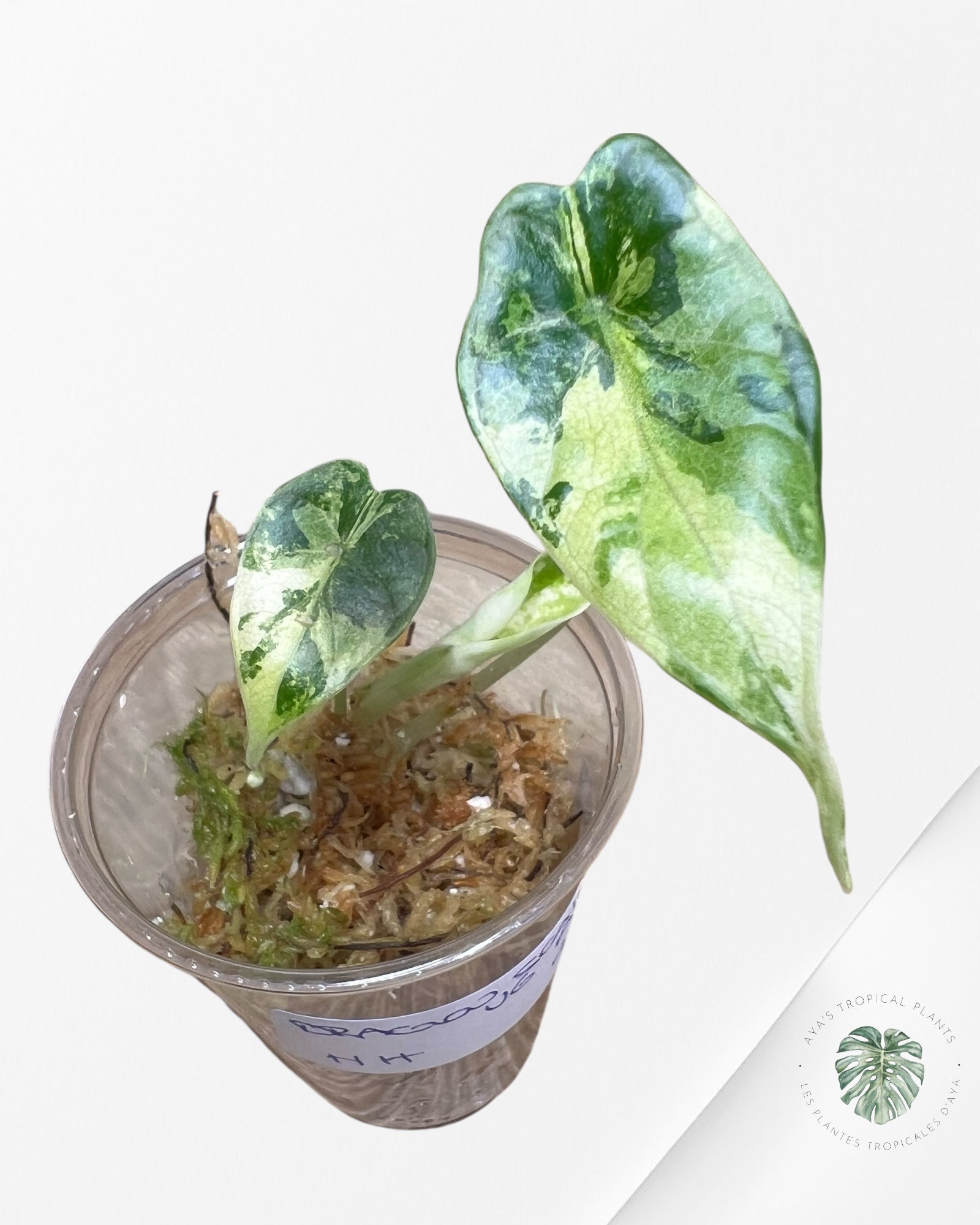 Alocasia Dragon Scale Variegated Aurea -HH
