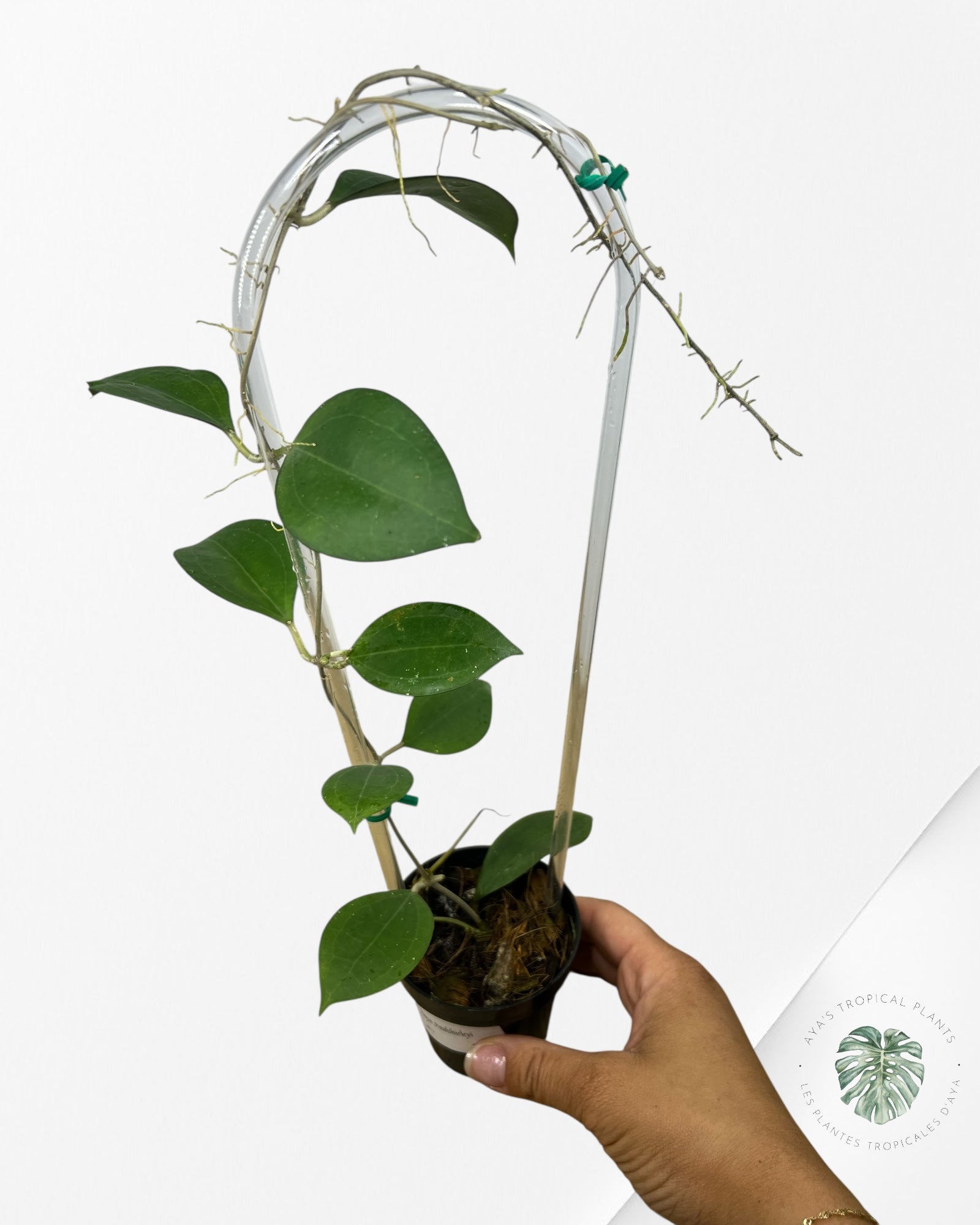 Hoya Paulshirleyi - F1