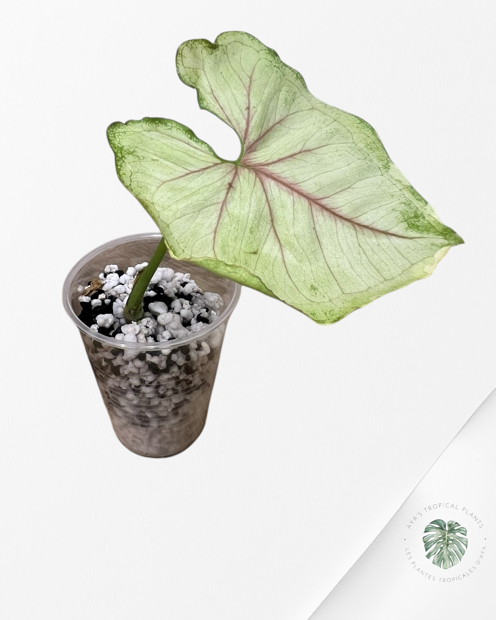 Syngonium orm thong -PU27