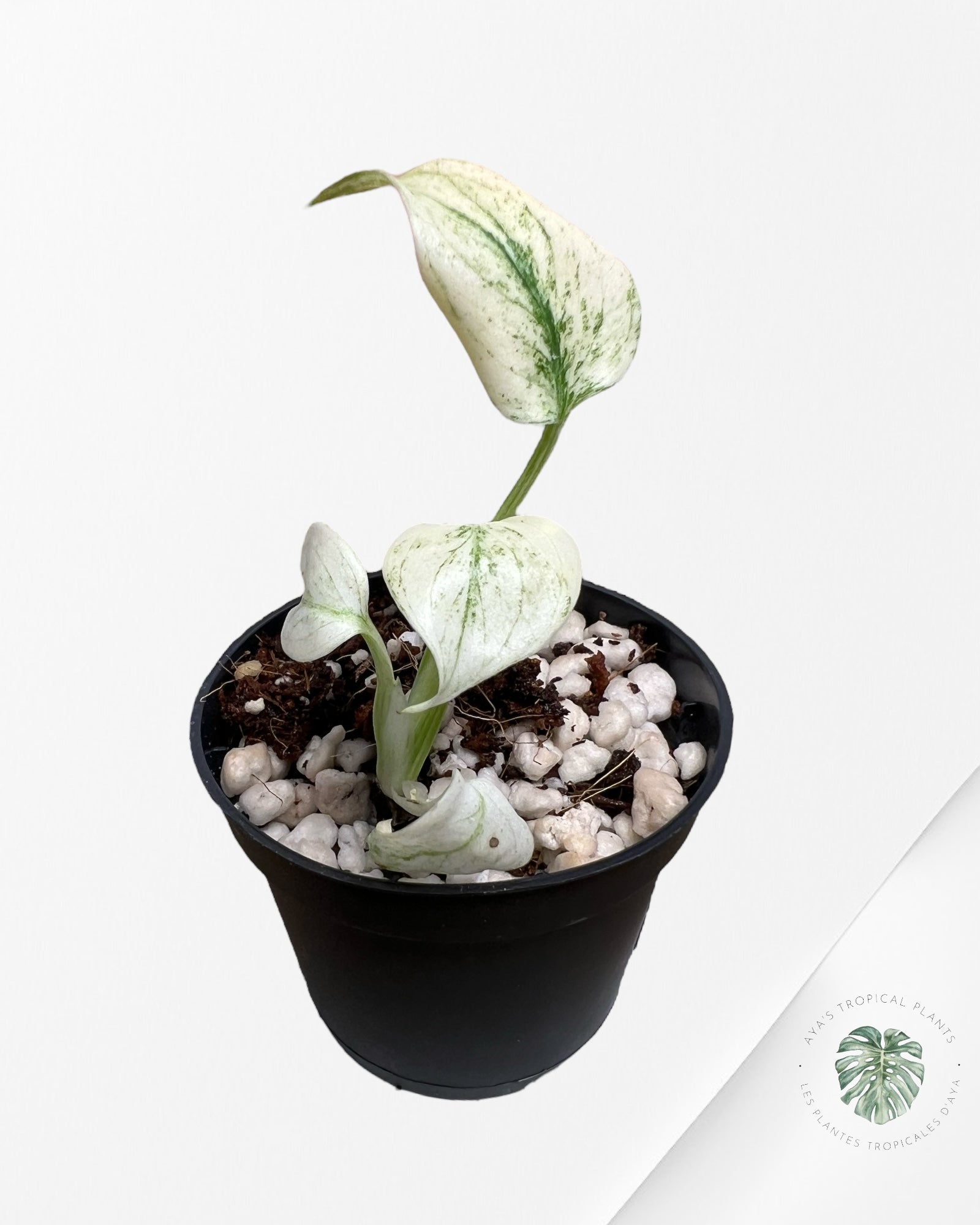 Monstera Full Mint - MFM2