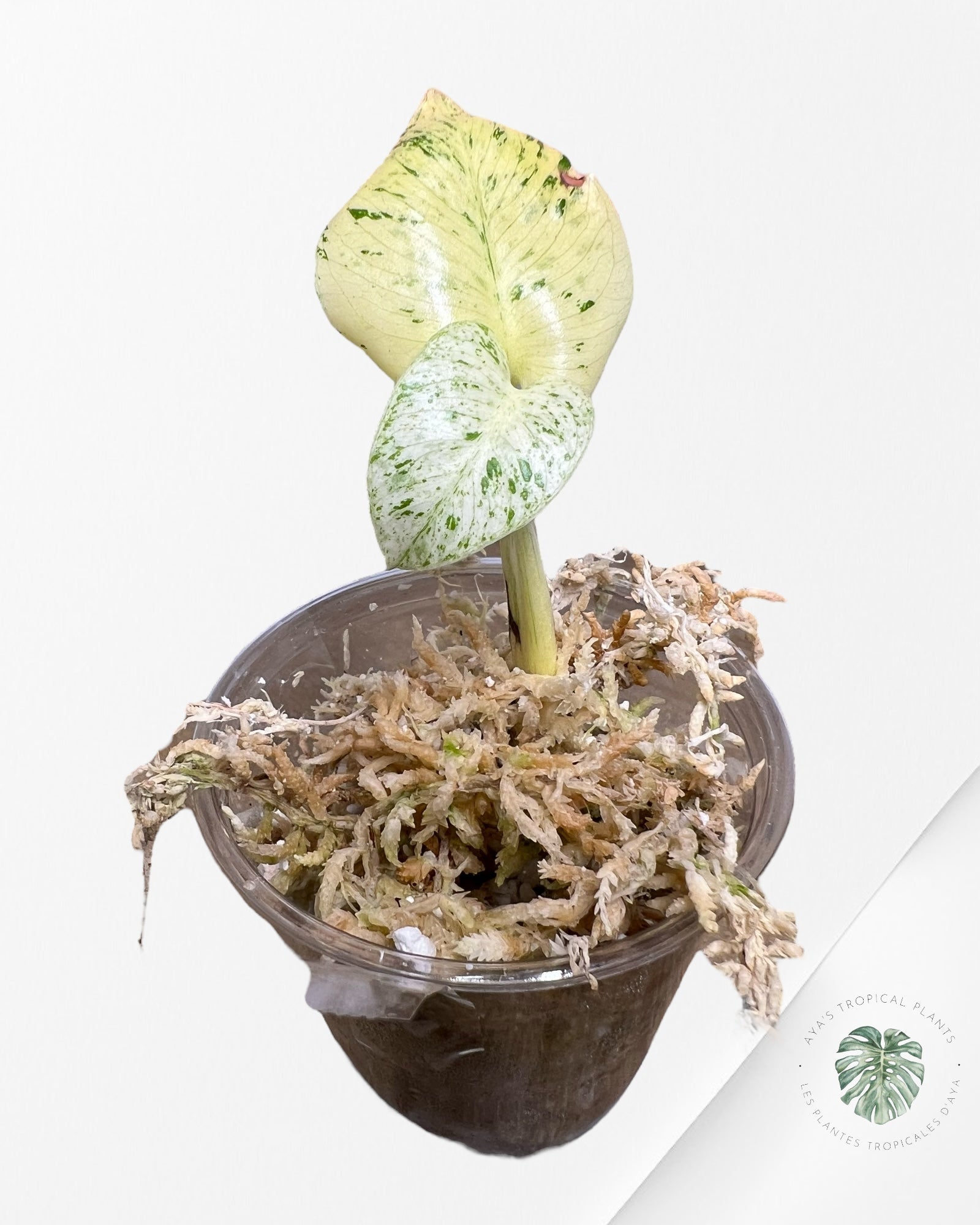 Monstera White Mint - 40