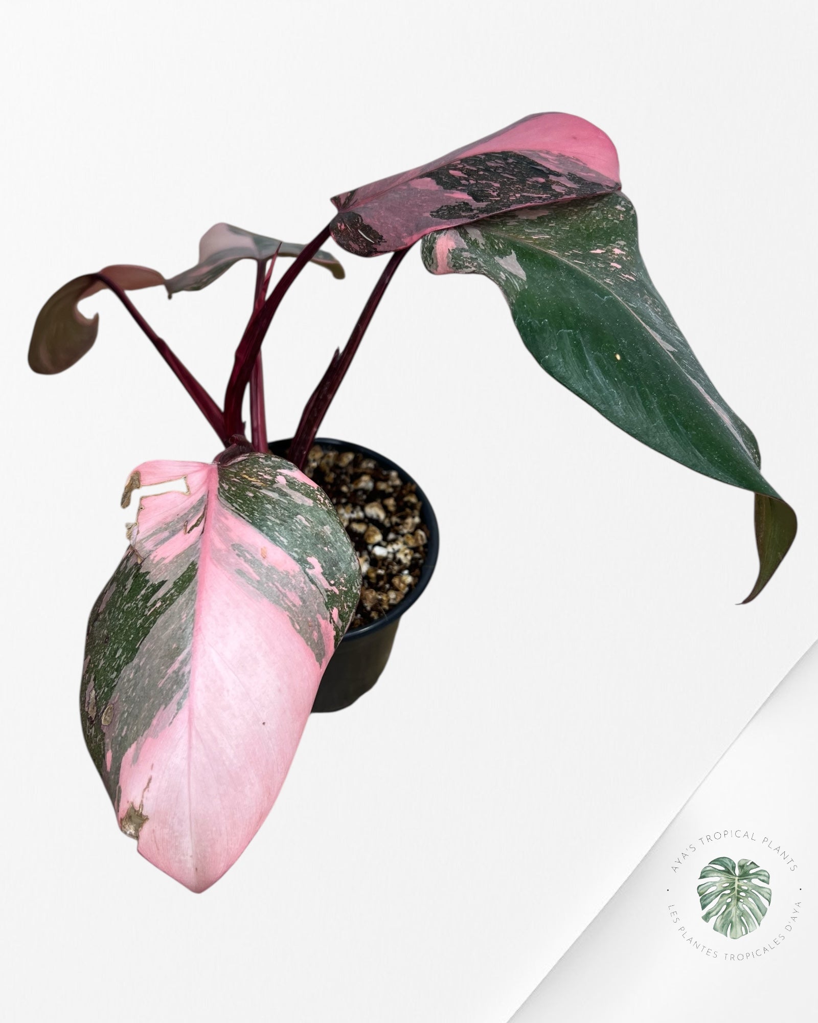 Philodendron 'Pink Princess Galaxy - F5