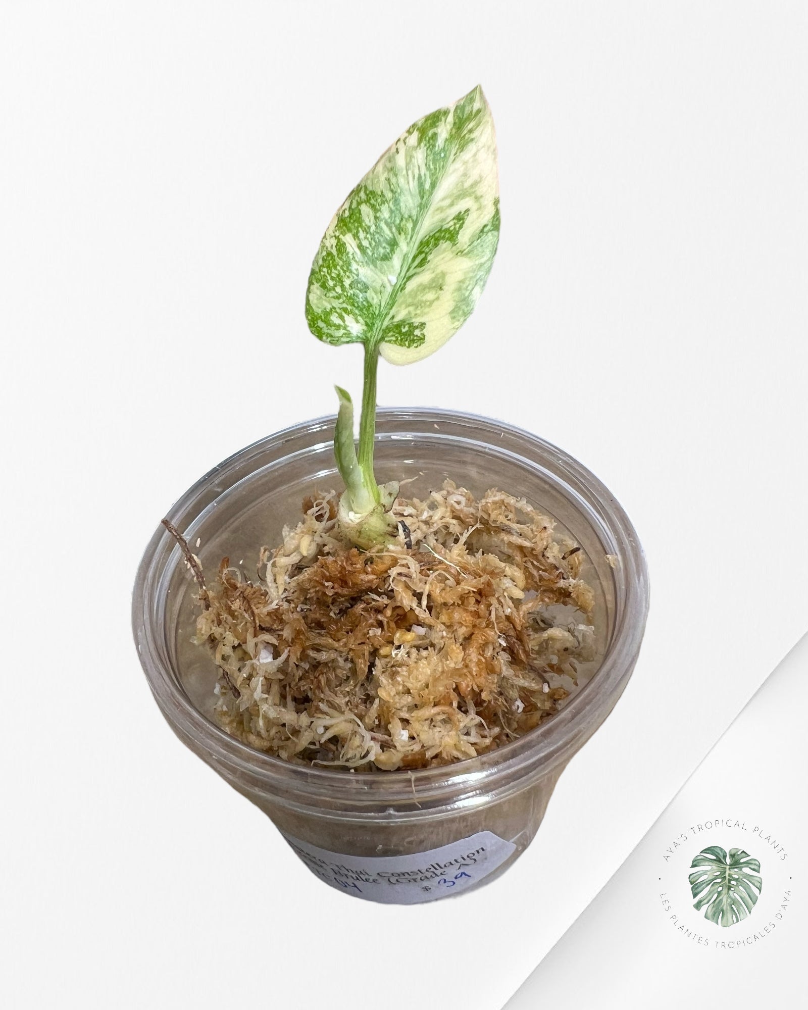 Monstera Thai Constellation Creme Brûlée (Grade A) - TC04