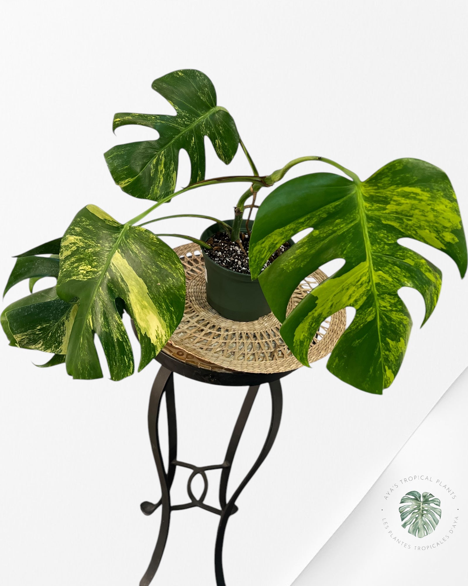 Monstera Aurea -JA9