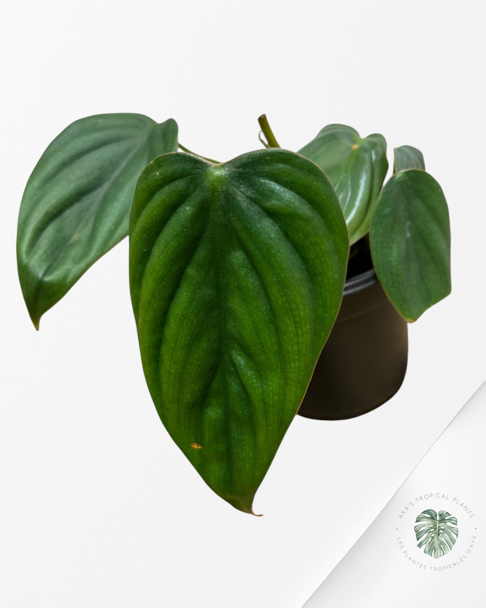 Philodendron Colombie - 05