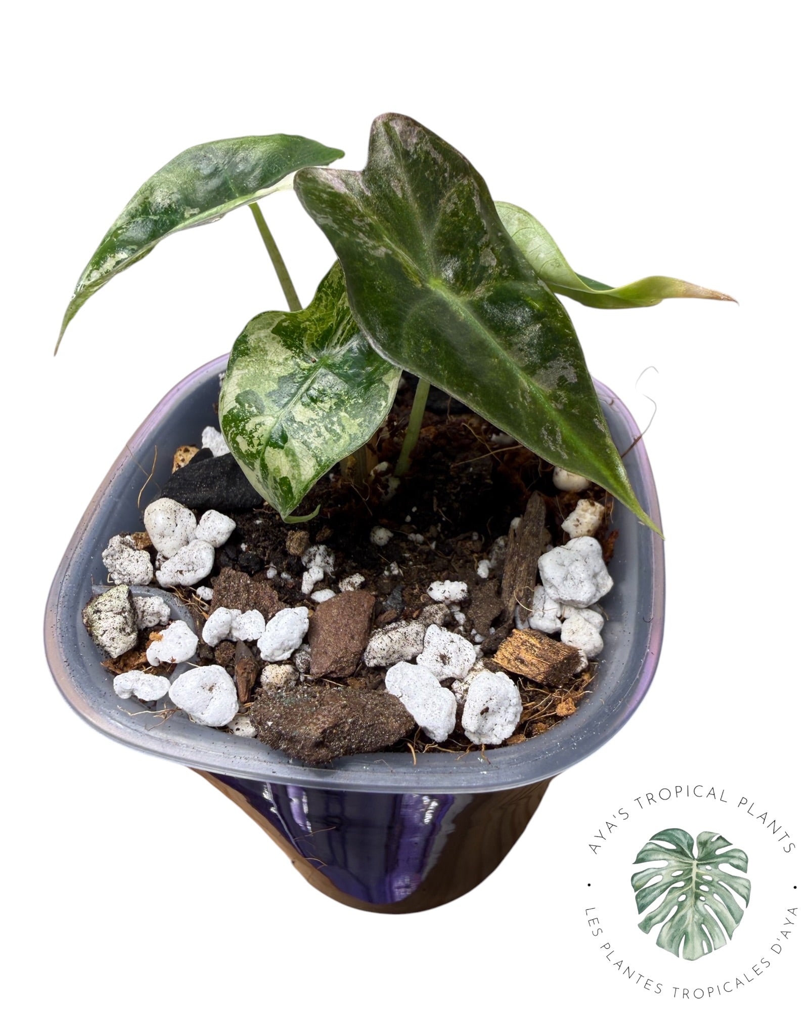 Alocasia Polly Pink Snowflake (Catégorie A)