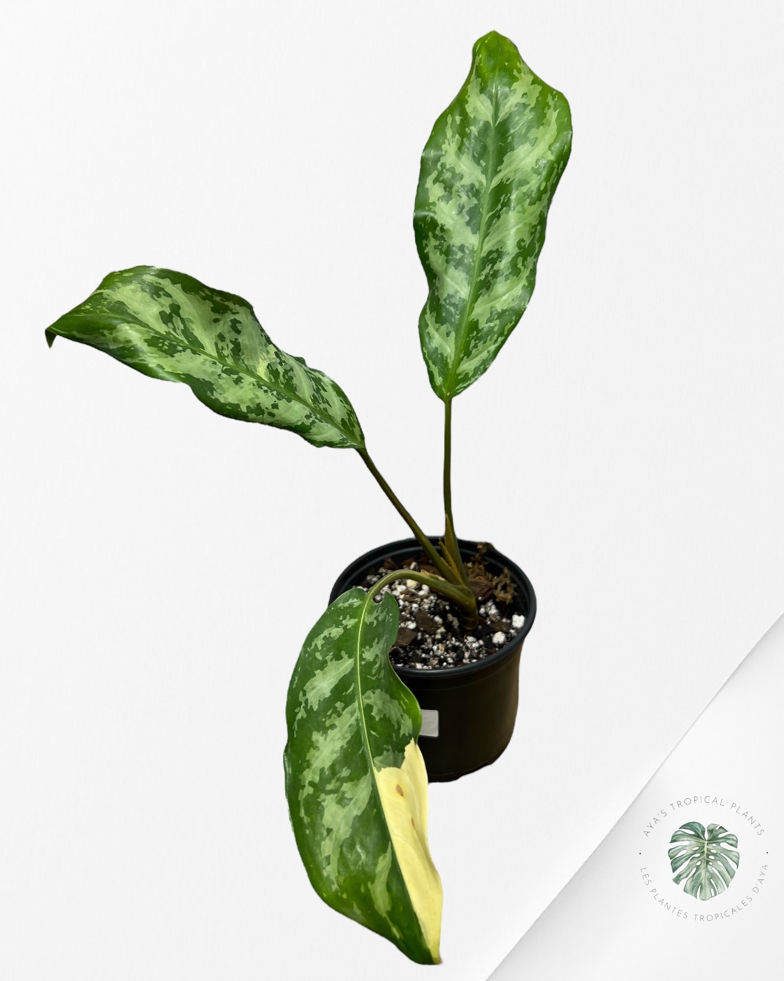 Aglaonema Manille Fierté - AMP100