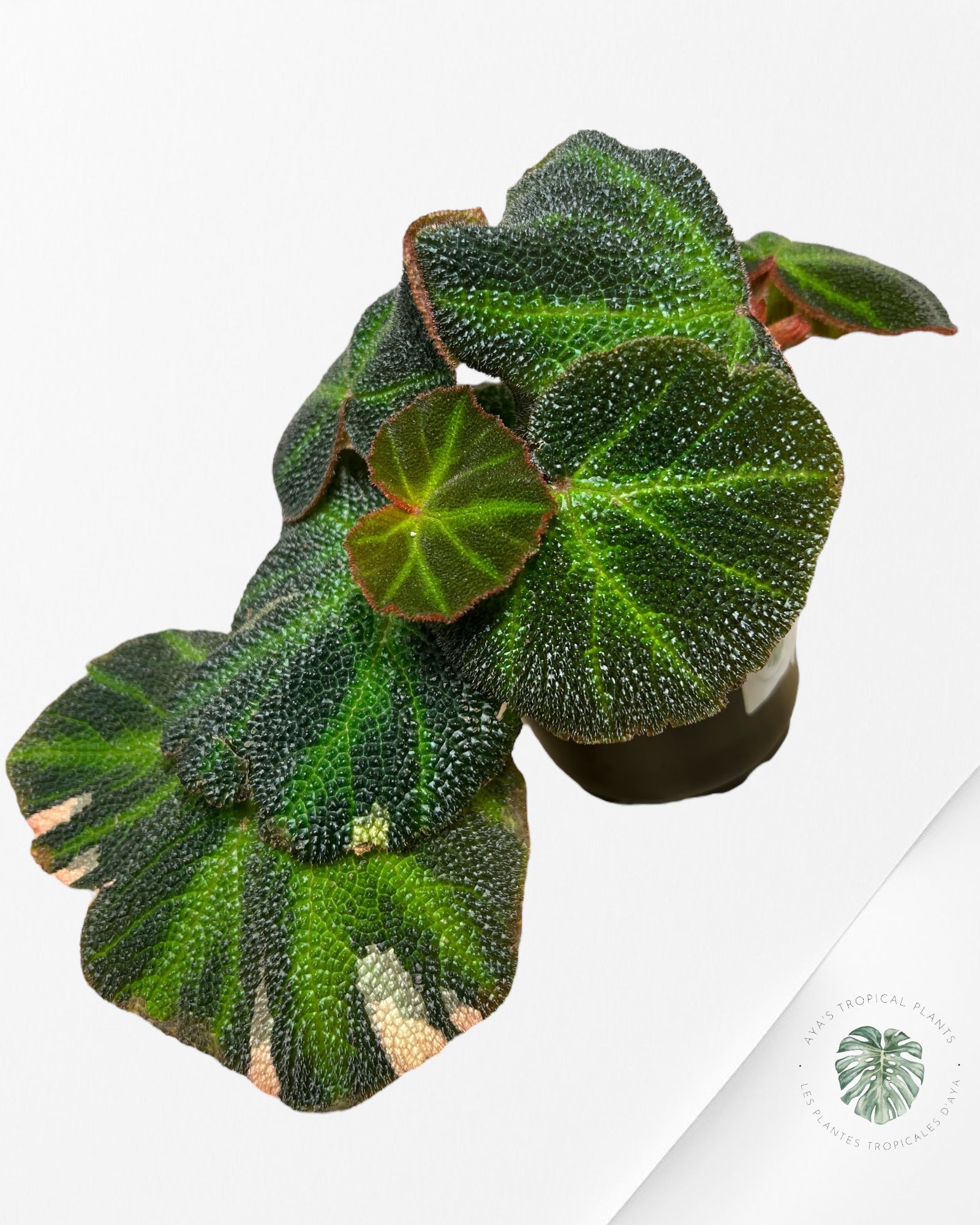 Begonia soli-mutata variegated - MT2