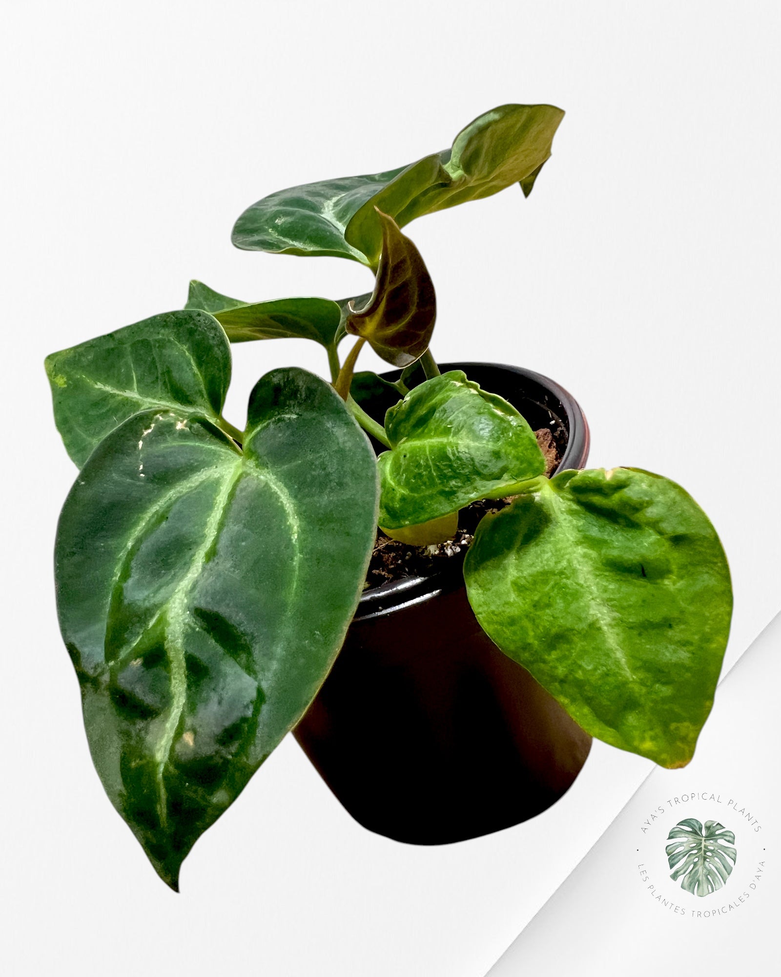 Anthurium Papi *Moira x Velvet* - 1902