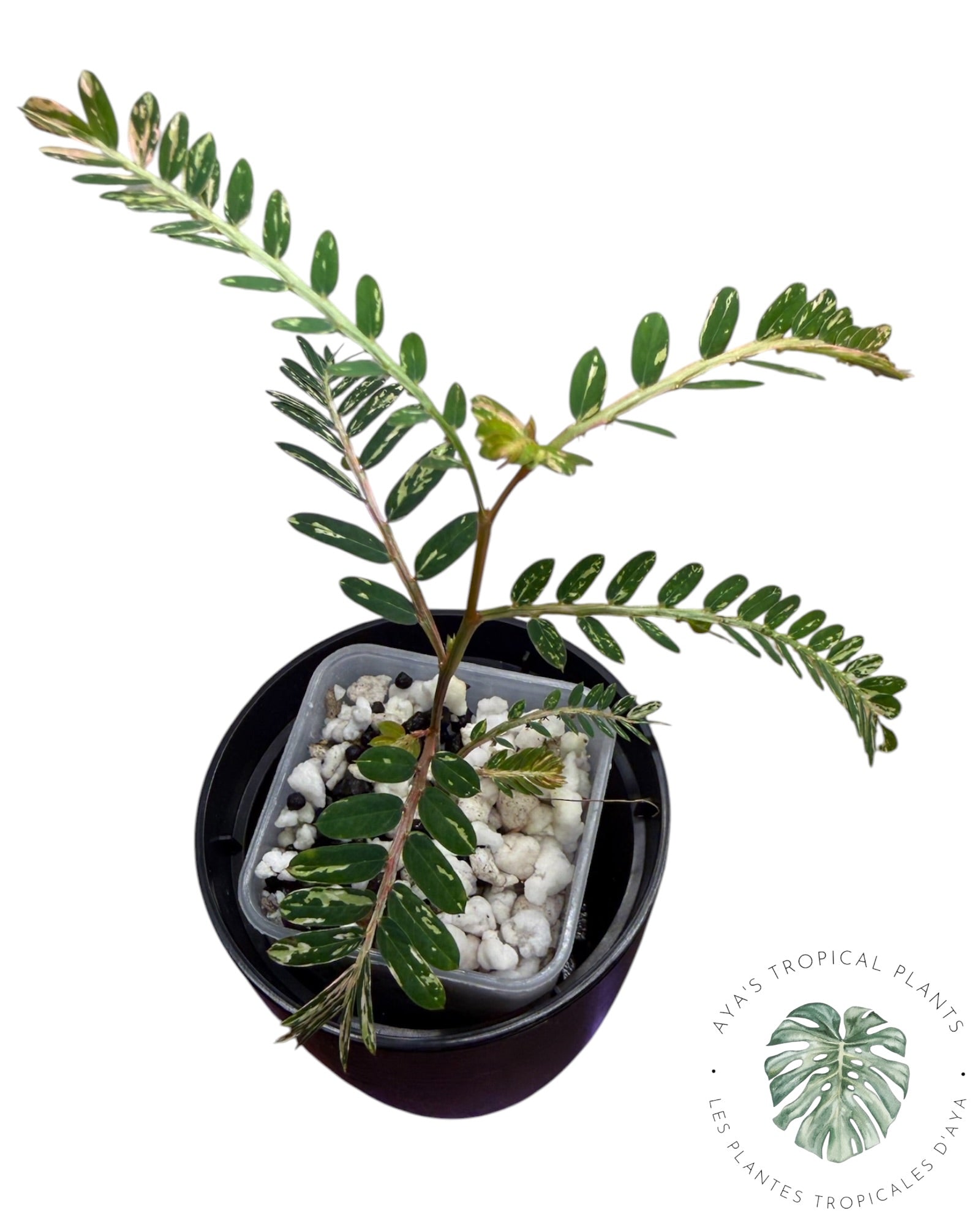 Phyllanthus urinaria panaché rose