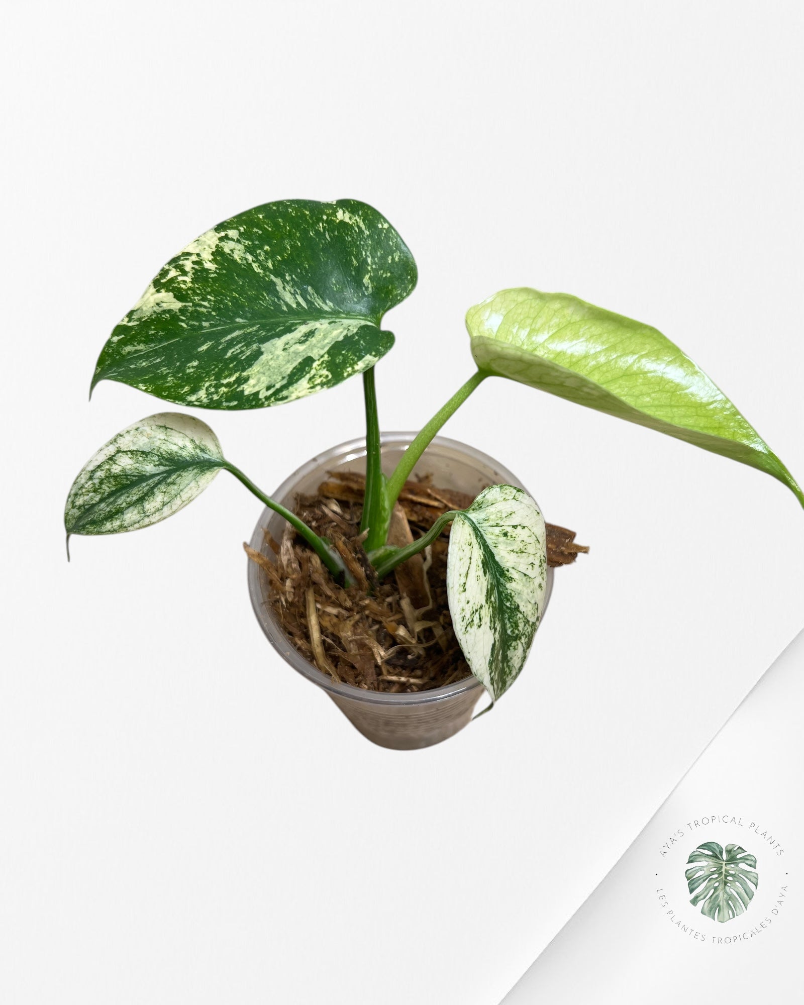 Monstera Menthe -01