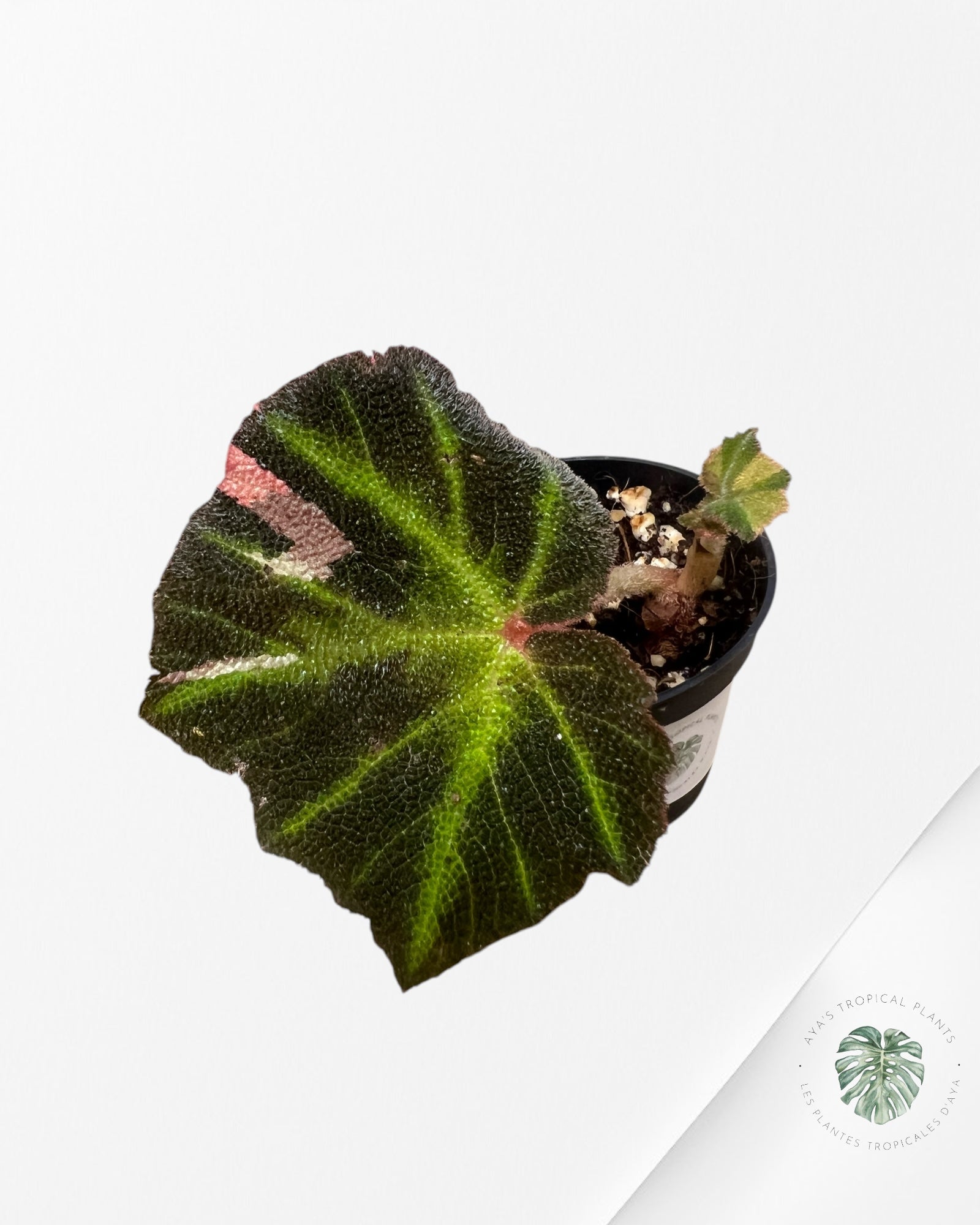 Begonia soli-mutata variegated - ST1