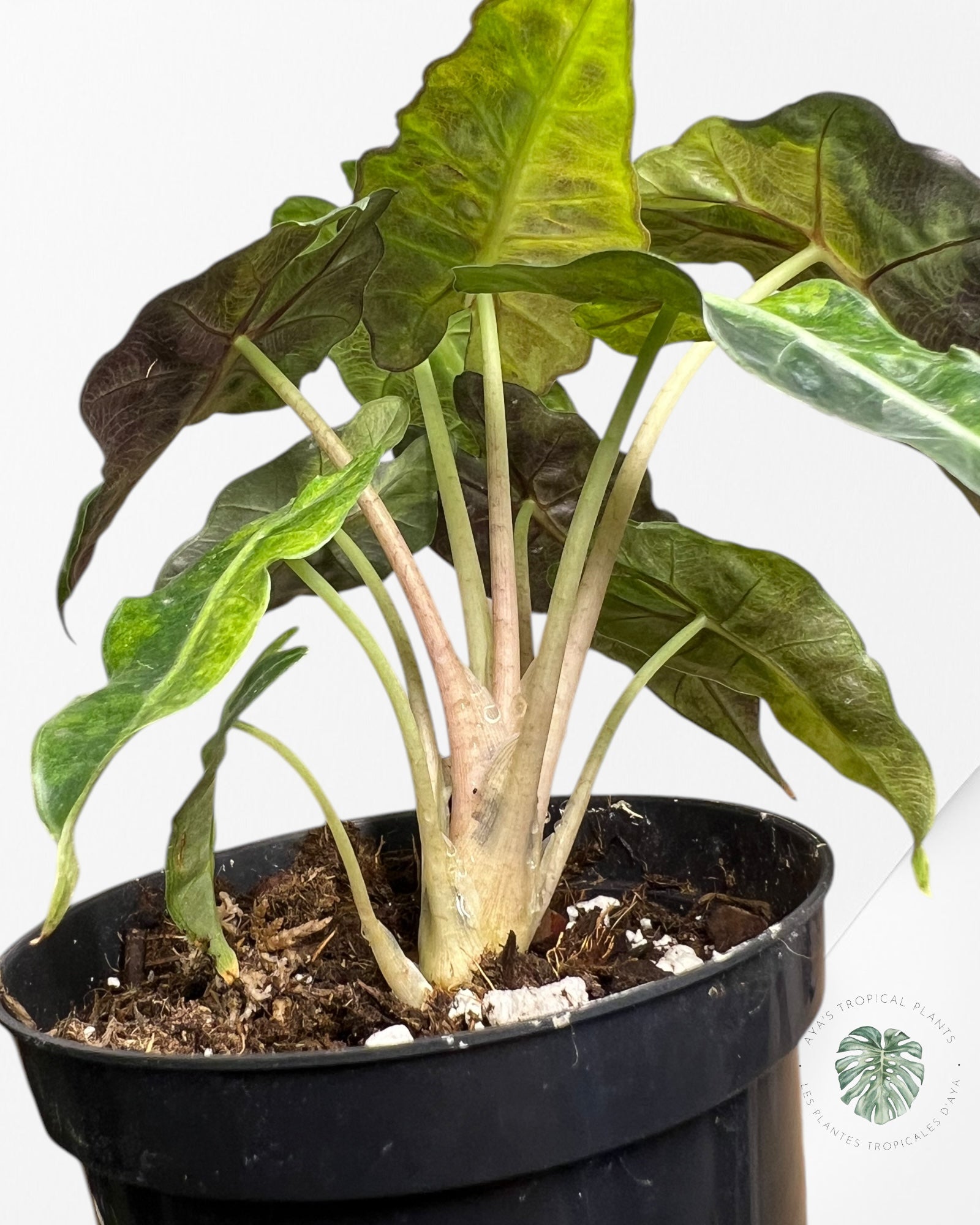 Alocasia amazonica 'Polly' variegate-AAPV1