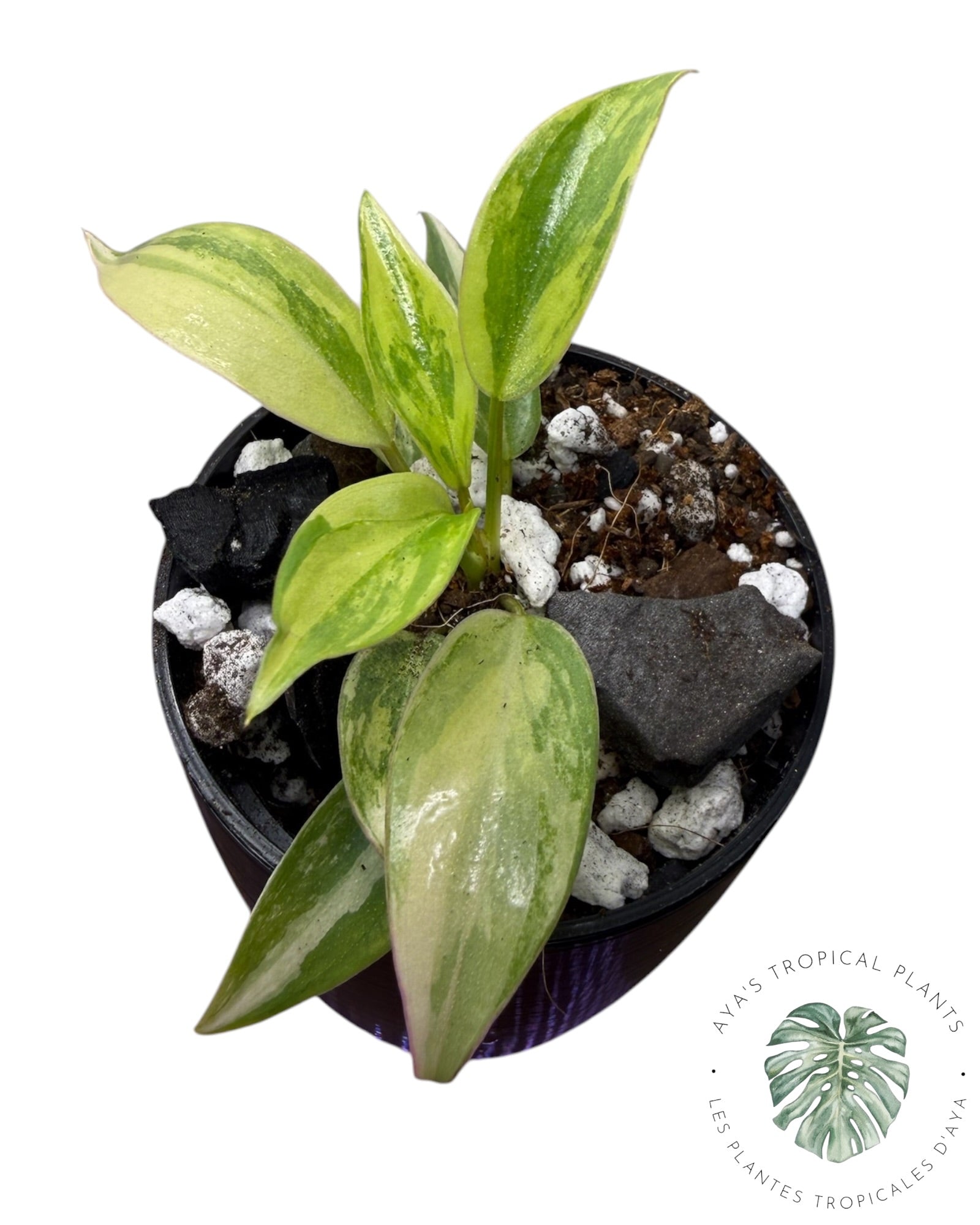 Philodendron Atabapoense Pink