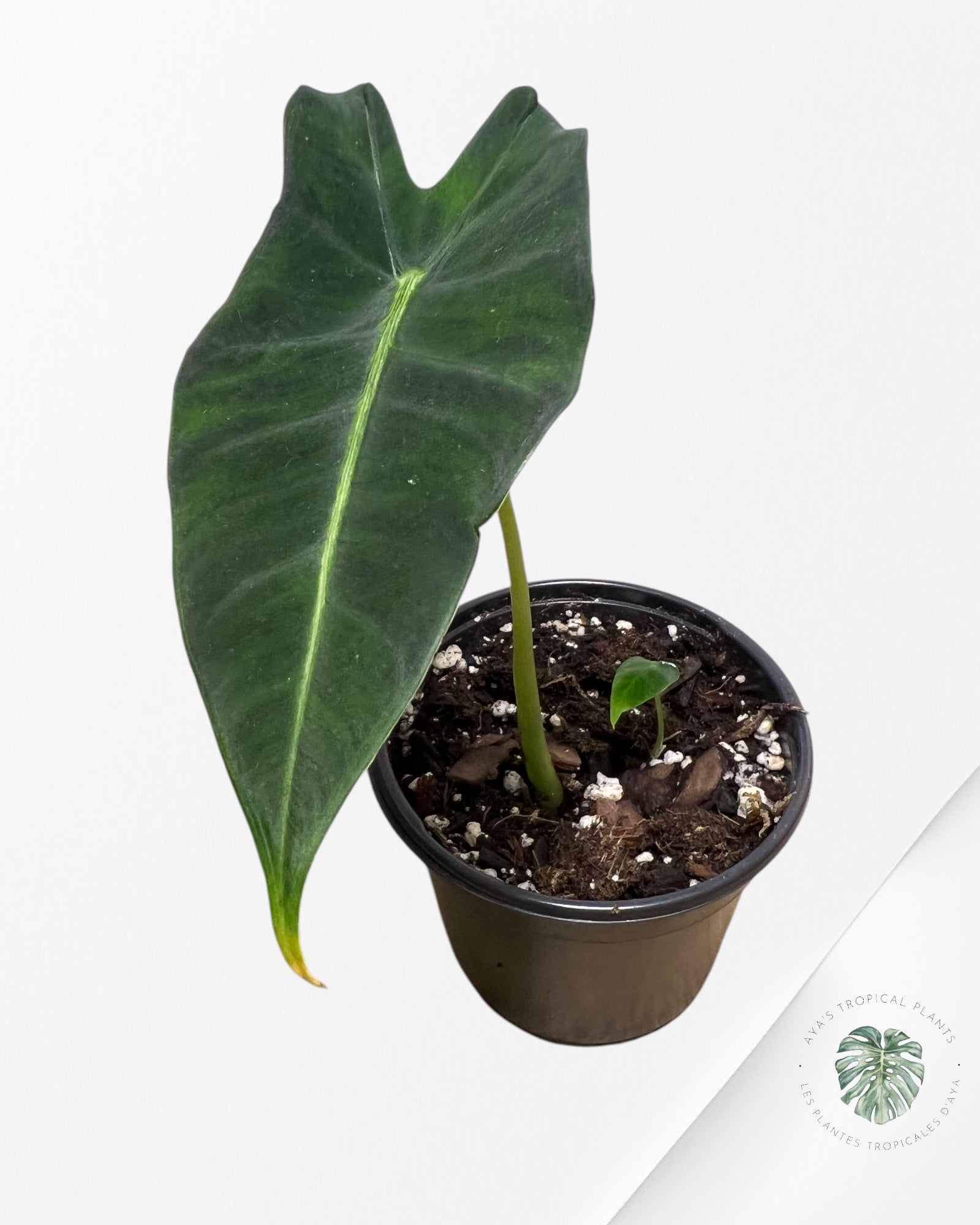 Alocasia Frydek - 700