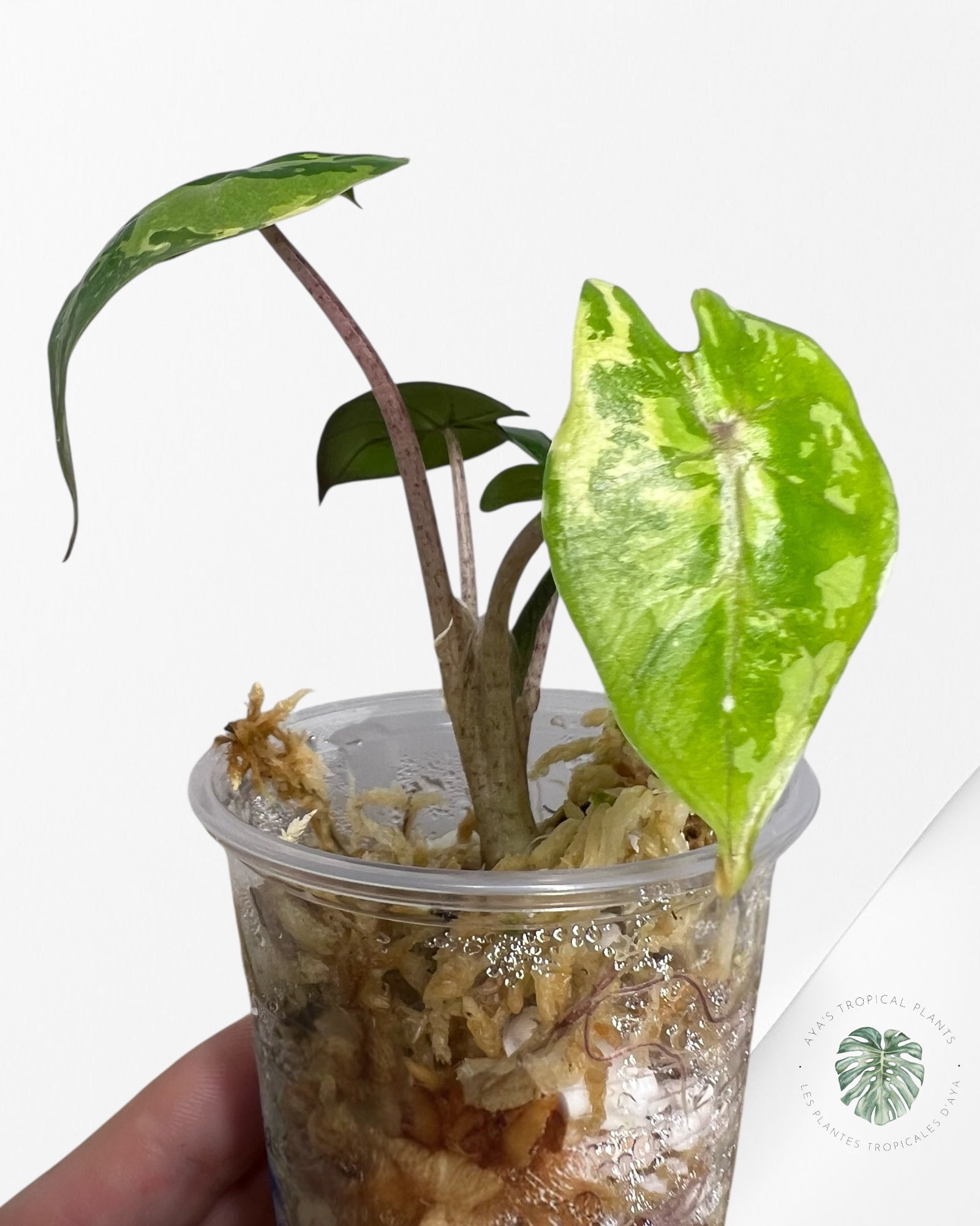 Alocasia Yucatan Princess Variegated- 35