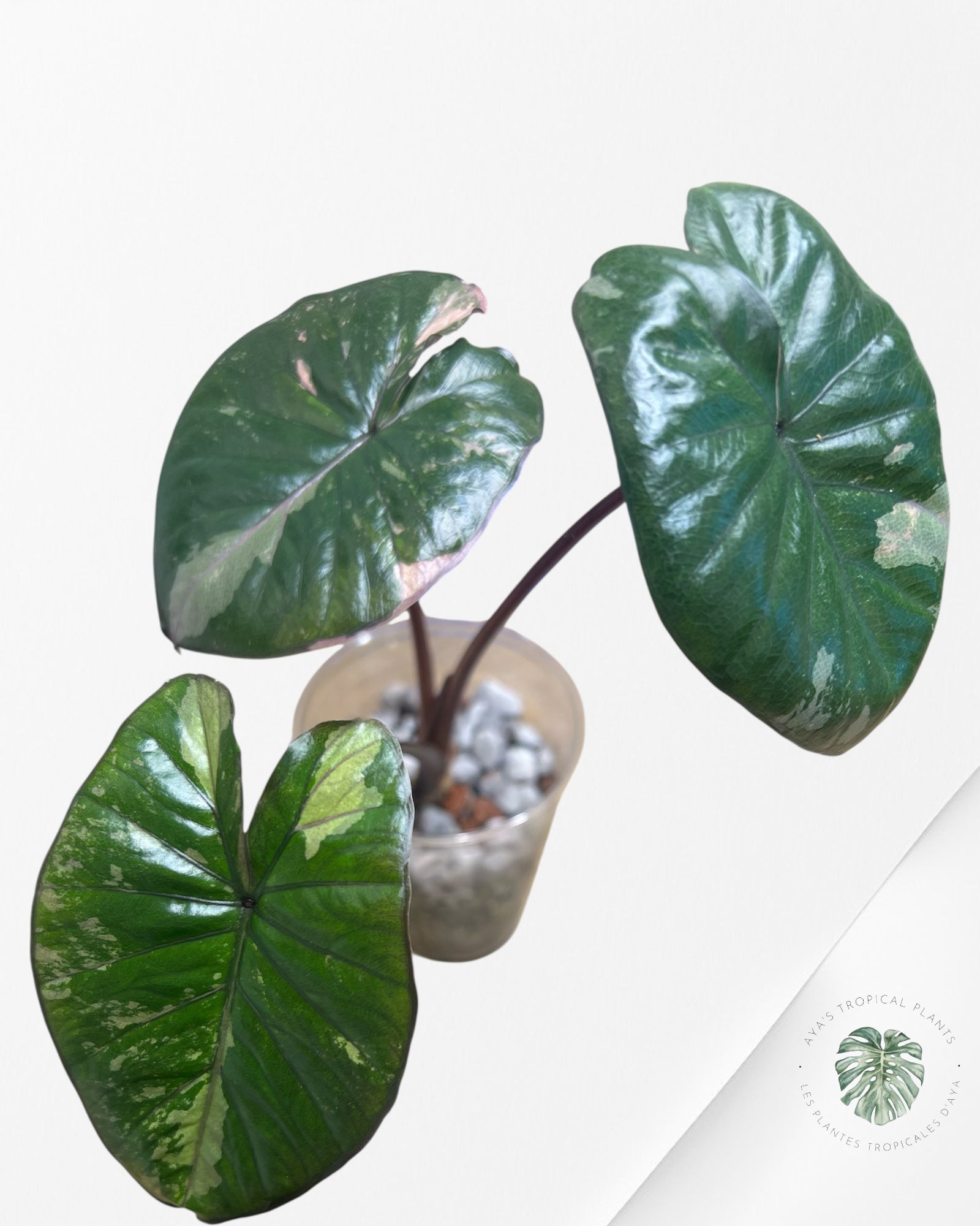 Alocasia Yucatan Princess Variegated