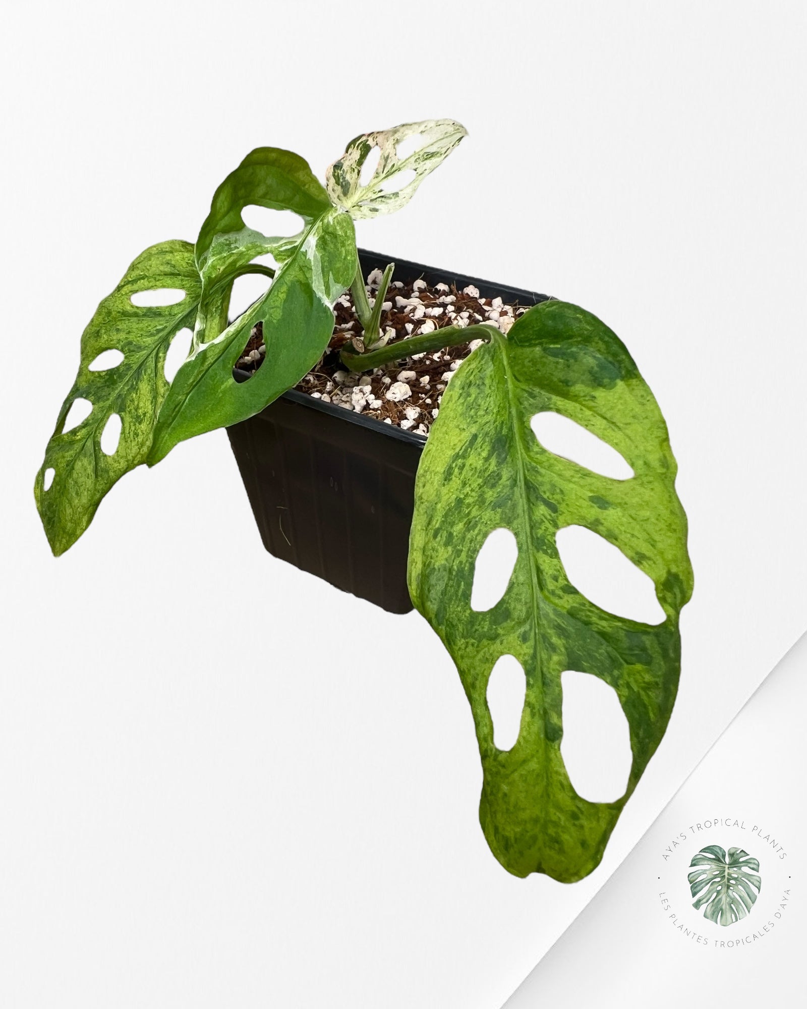 Monstera Frozen Freckle -LF2