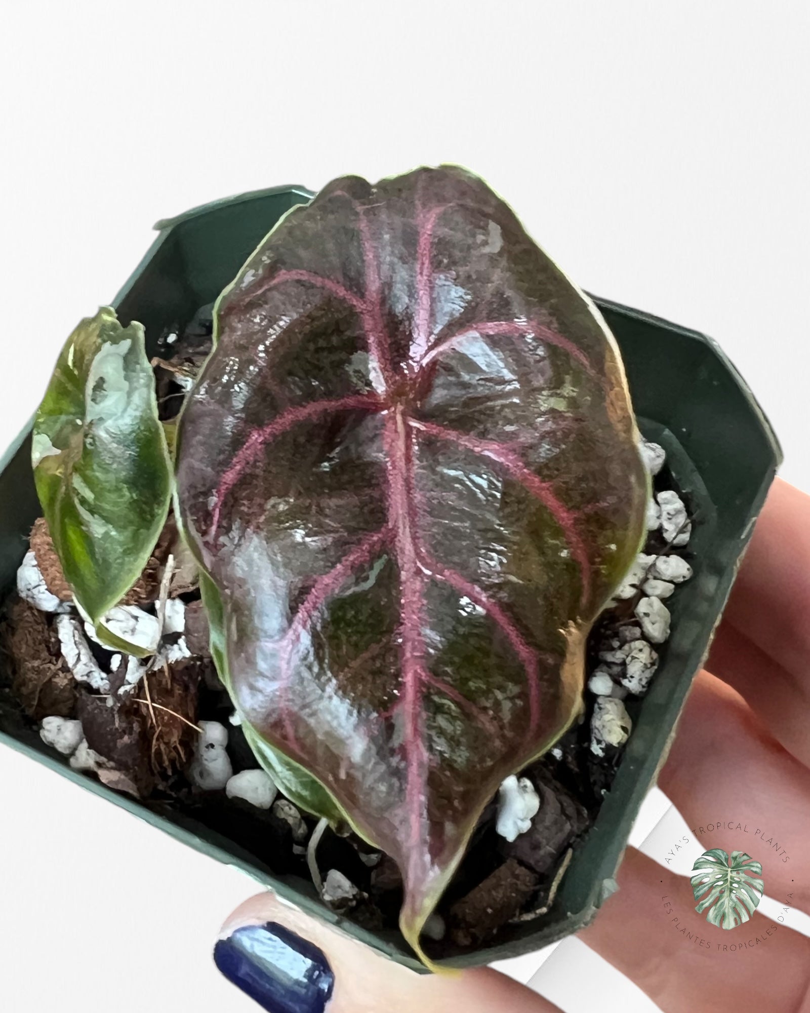 Alocasia Azlanii variegated-AAV3