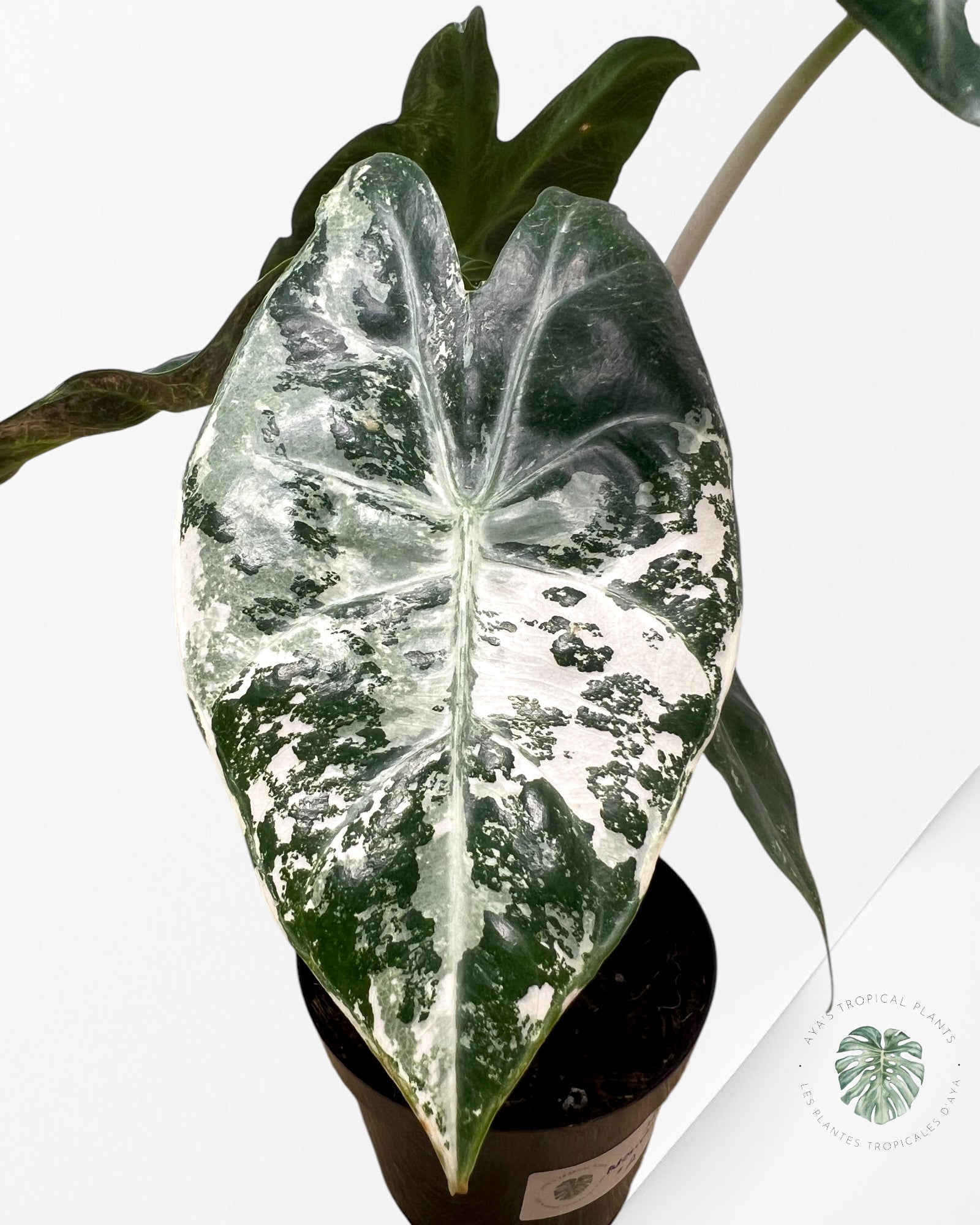 Alocasia 'Nairobi Night' variegated - A