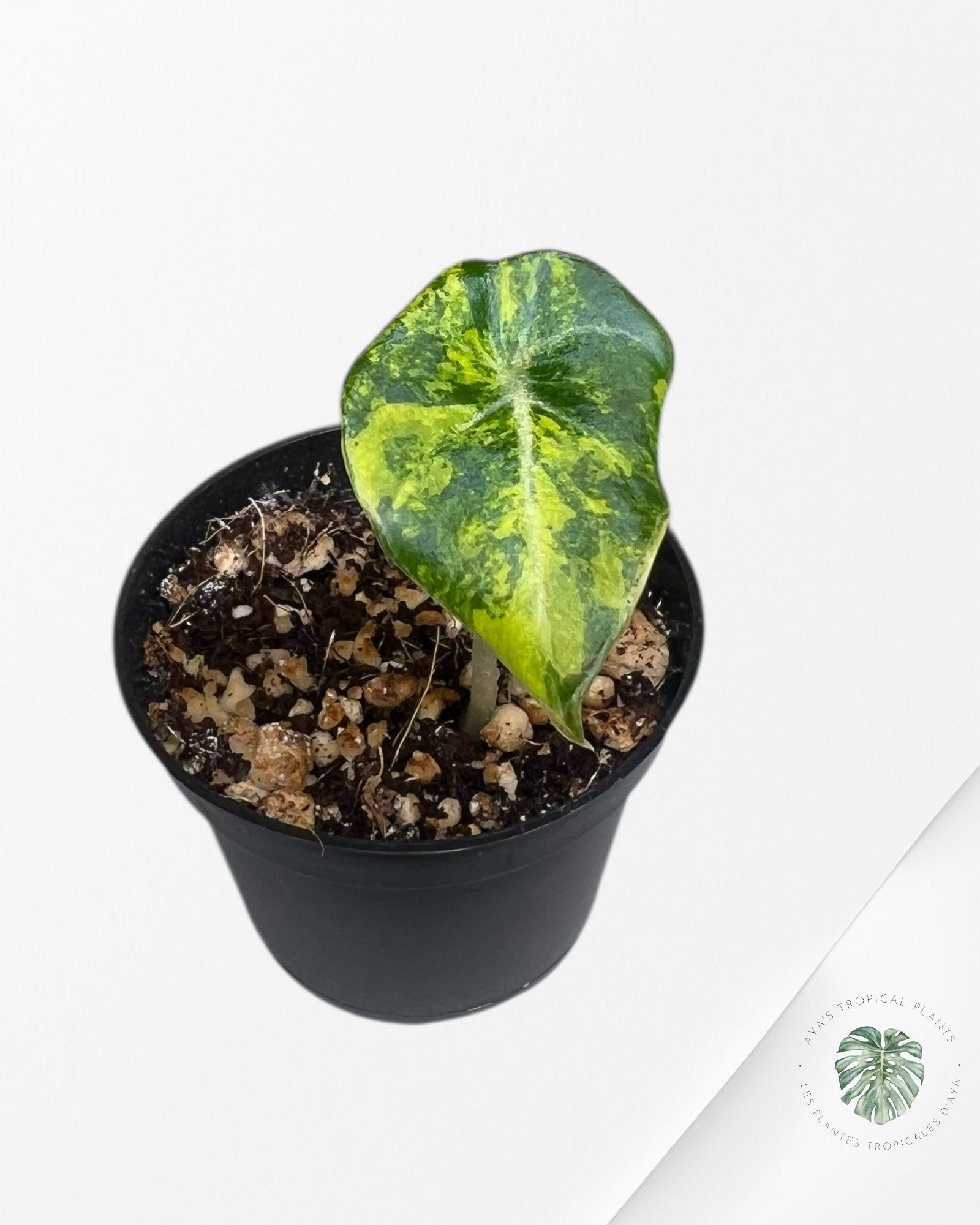 Alocasia Black Velvet Gold Variegata （ Aurea）-BG3