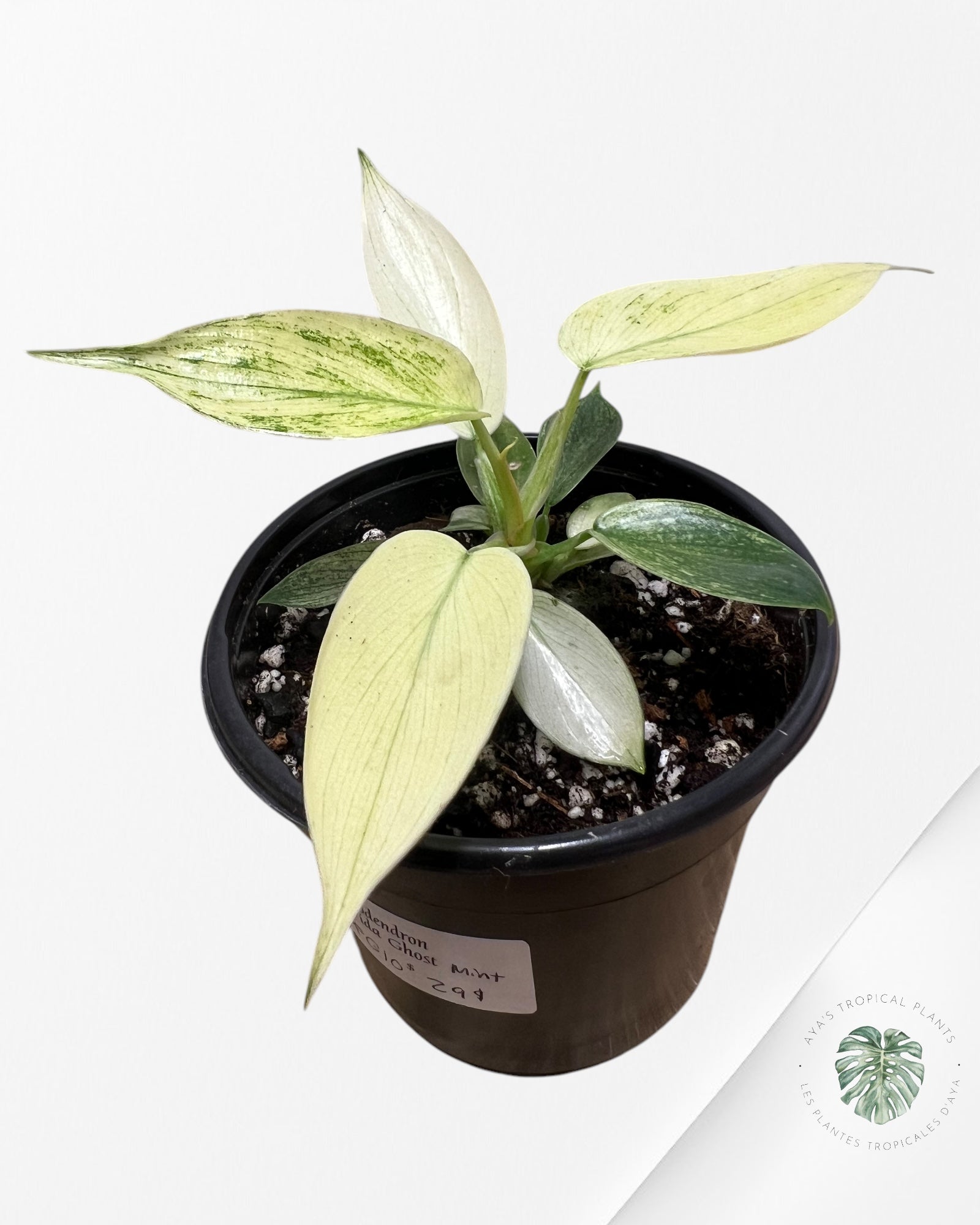 Philodendron Florida Ghost Mint -PFG10