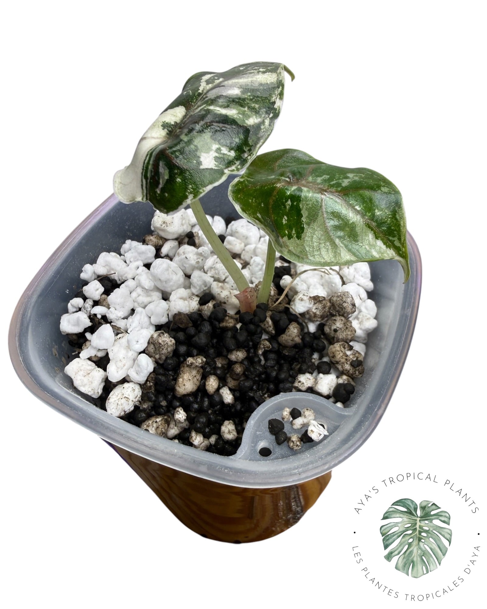 Alocasia Azlanii Pink