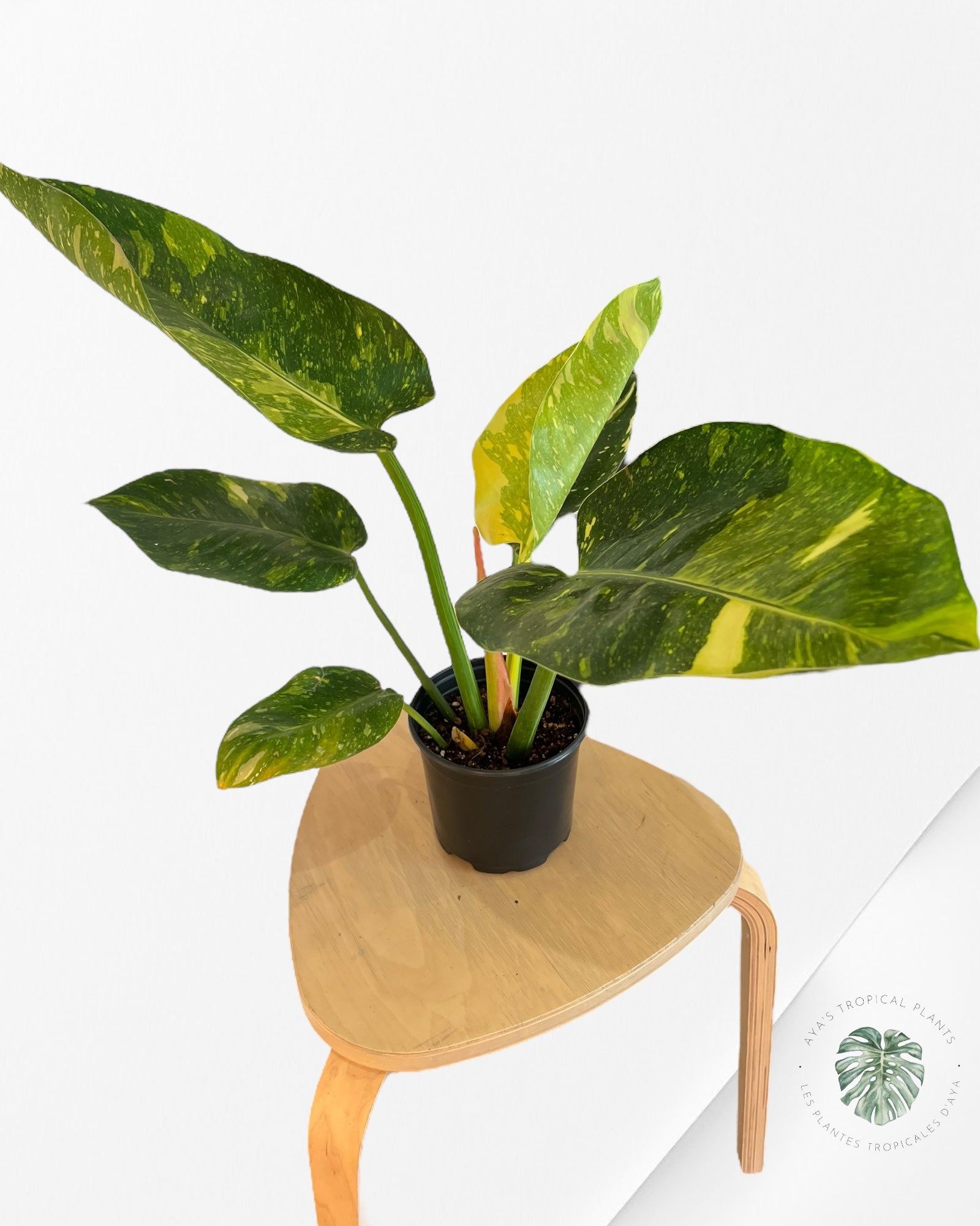Philodendron Green Congo marble Hybrid - L1