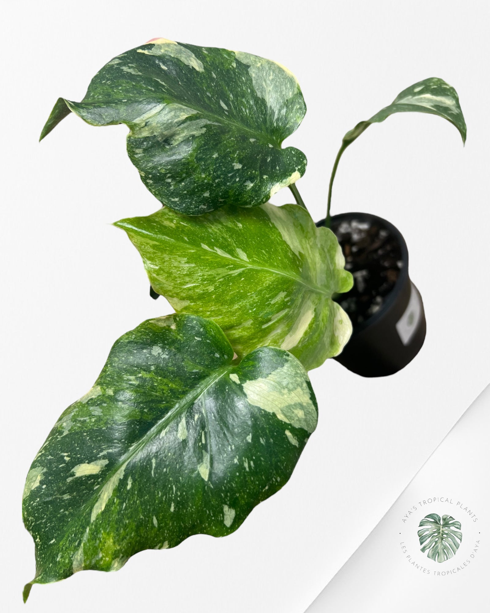 Monstera Miracle Tricolor -MMT18