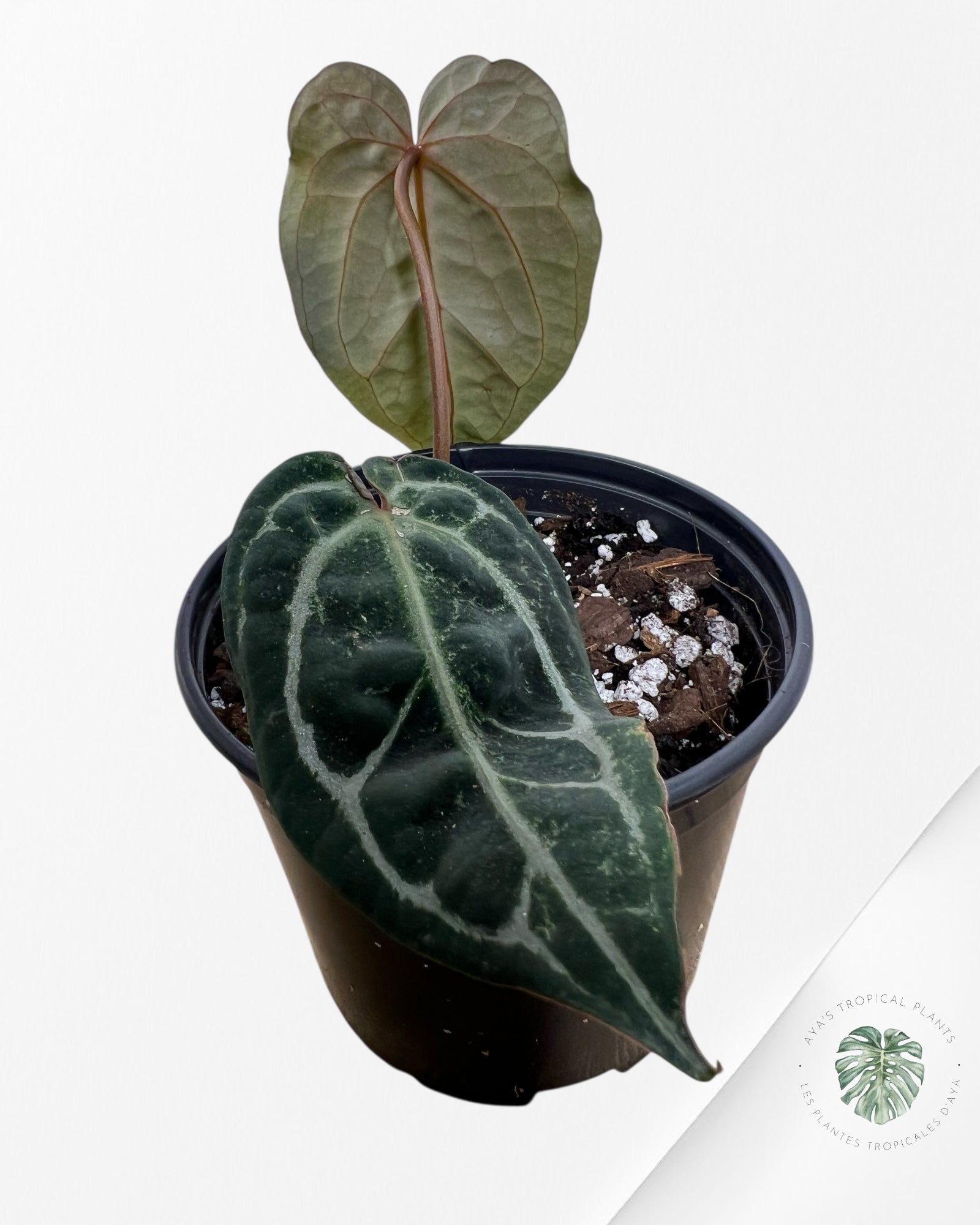 Anthurium Michelle - F2