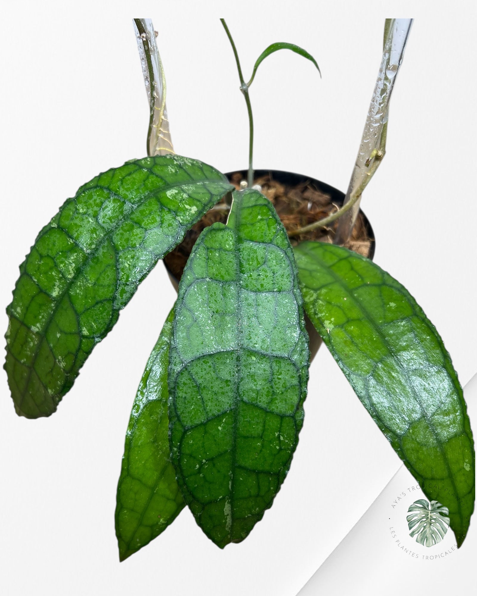 Hoya Clemensiorum - F2