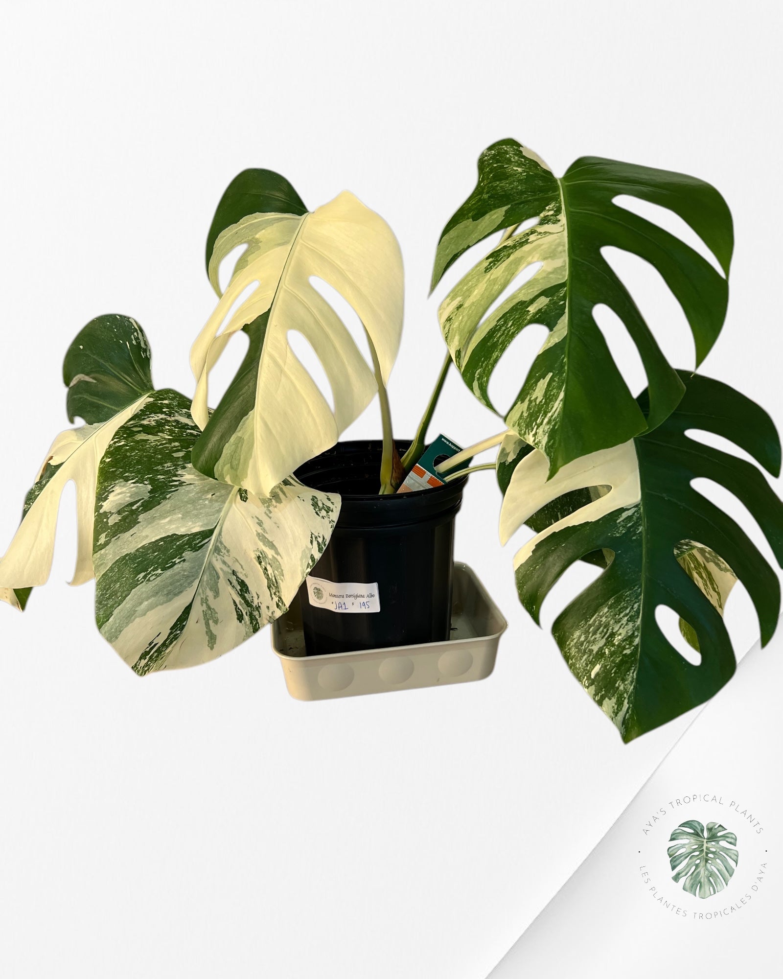 Monstera Borsigiana Albo-JA1