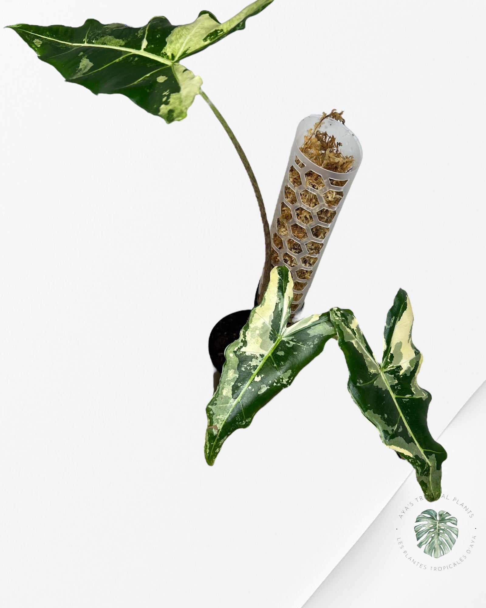 Alocasia sarian variegated - F6