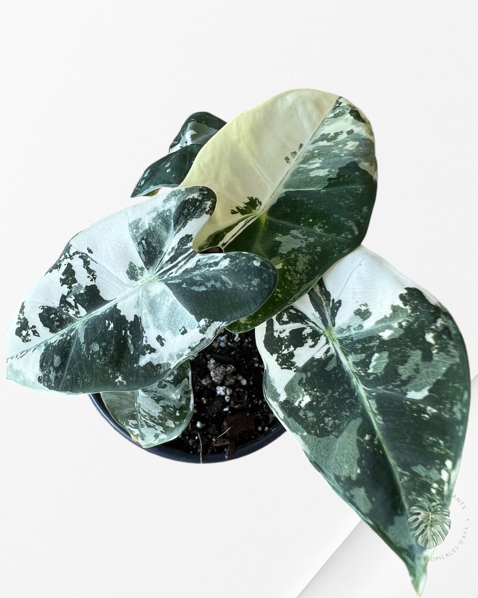 Alocasia Frydek Variegated-1903