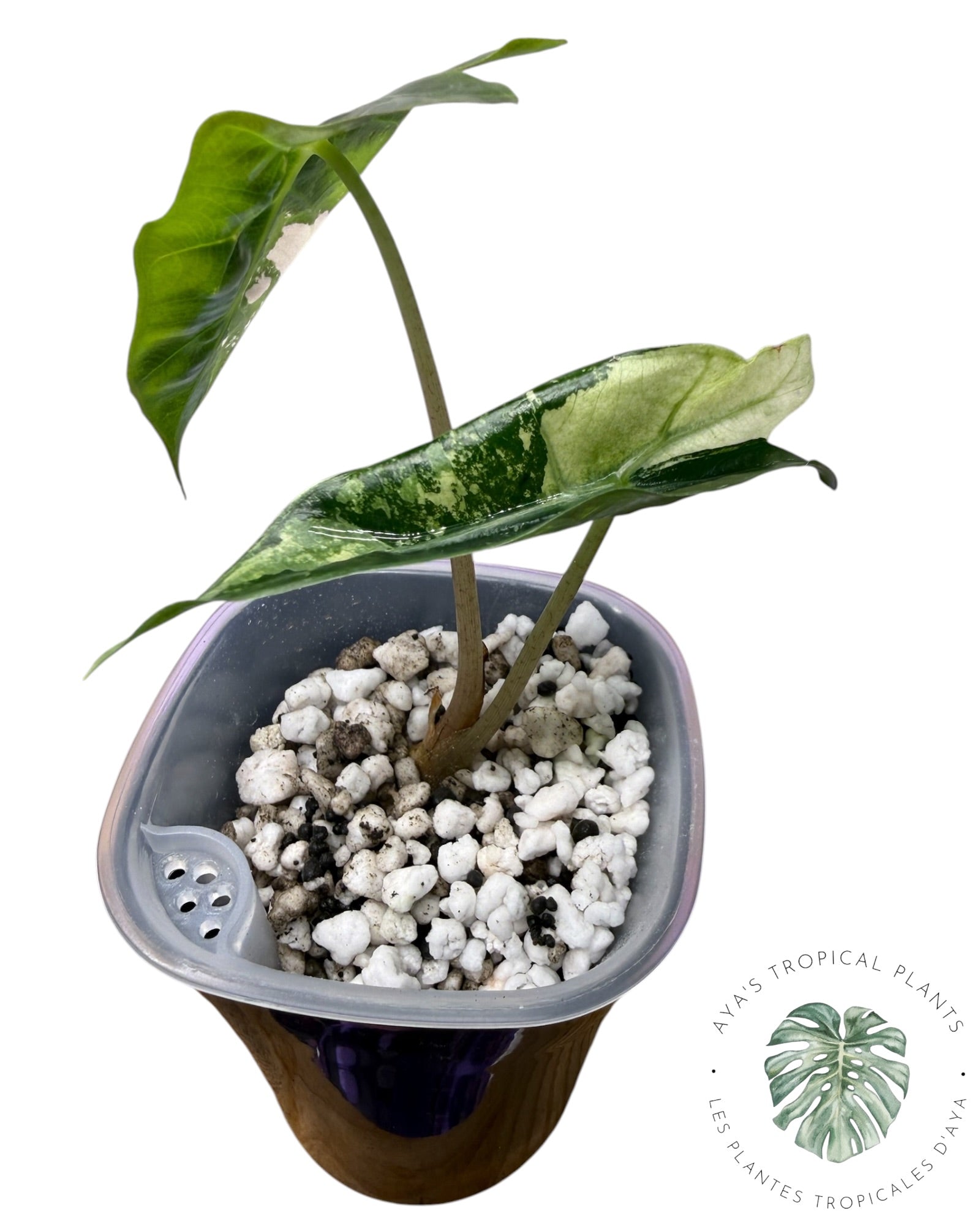Alocasia Polly Flocon de neige rose