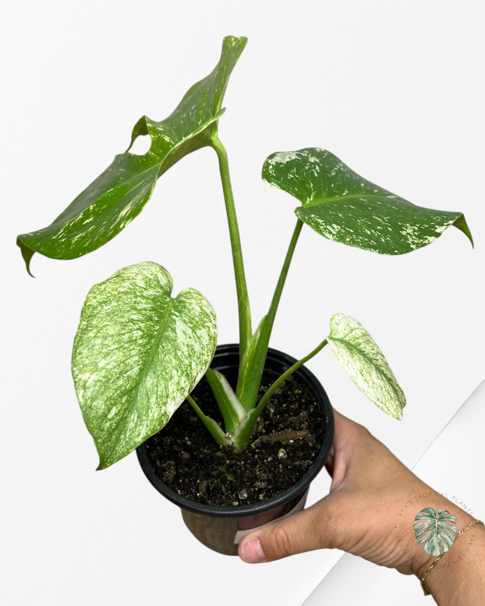 Monstera Menthe - SP4