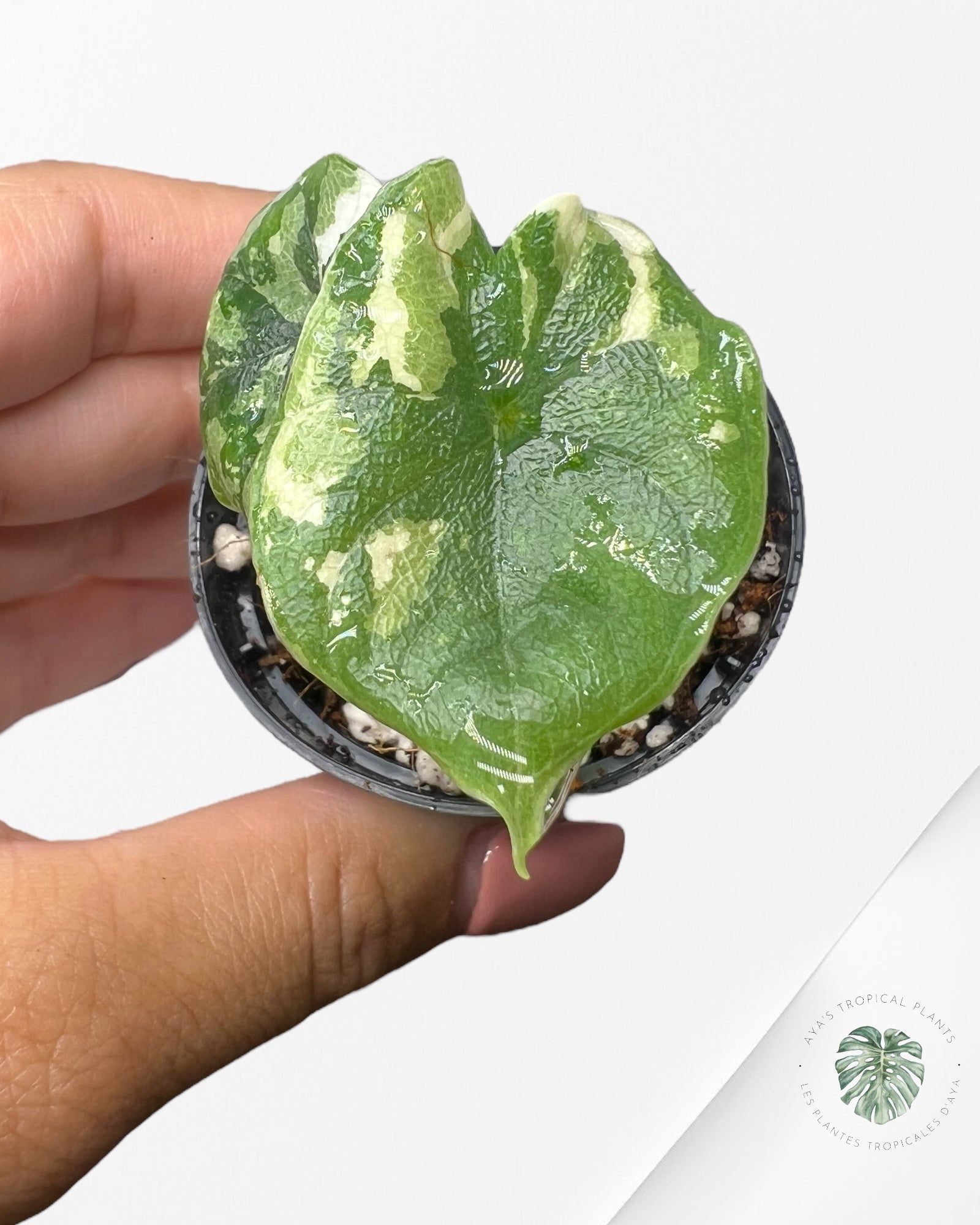 Alocasia Melo Variegated (Albo) - TC03