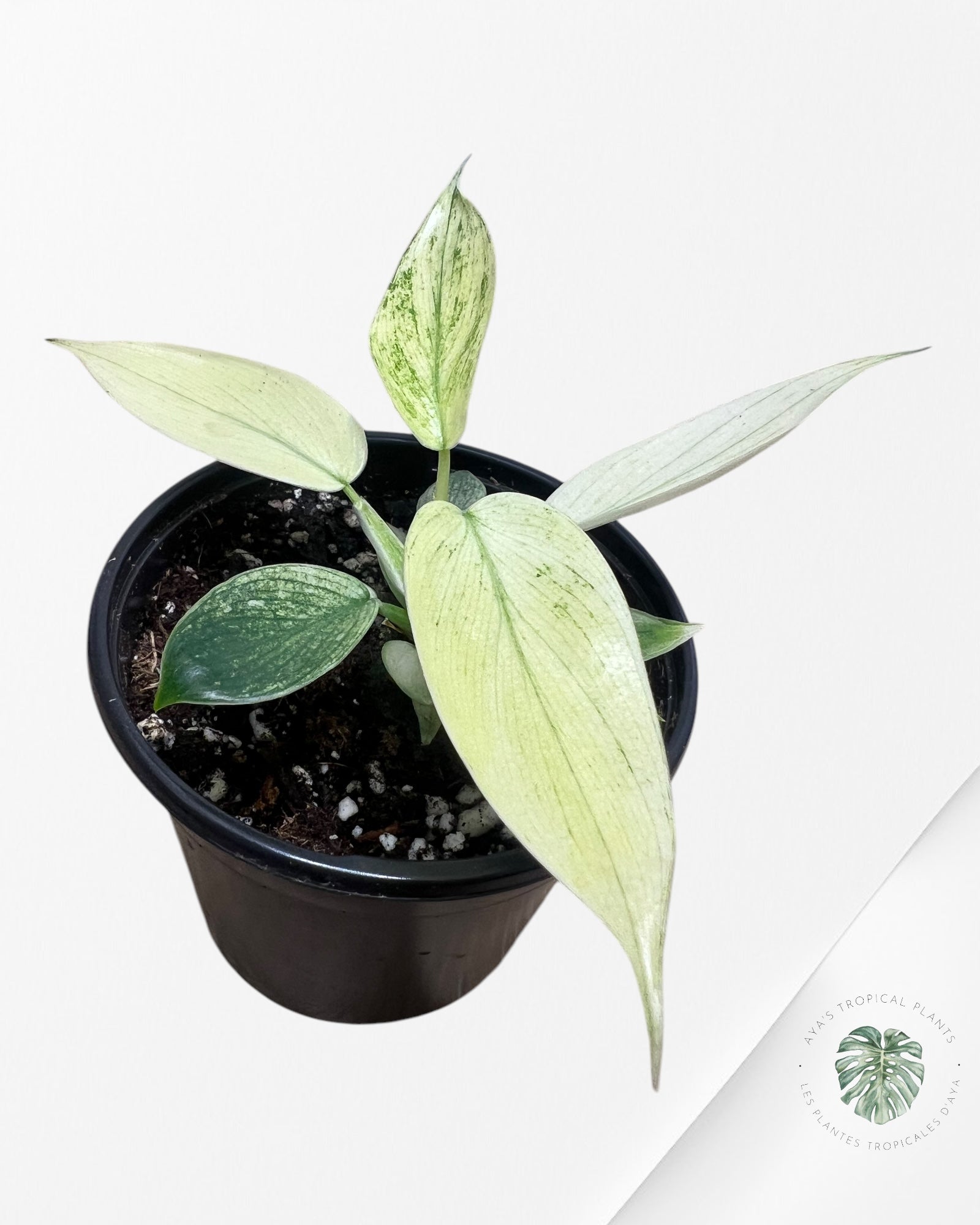 Philodendron Florida Ghost Mint -PFG10