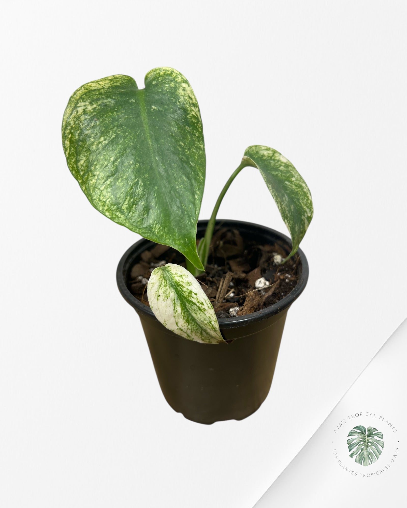 Monstera Deliciosa Mint - MA6