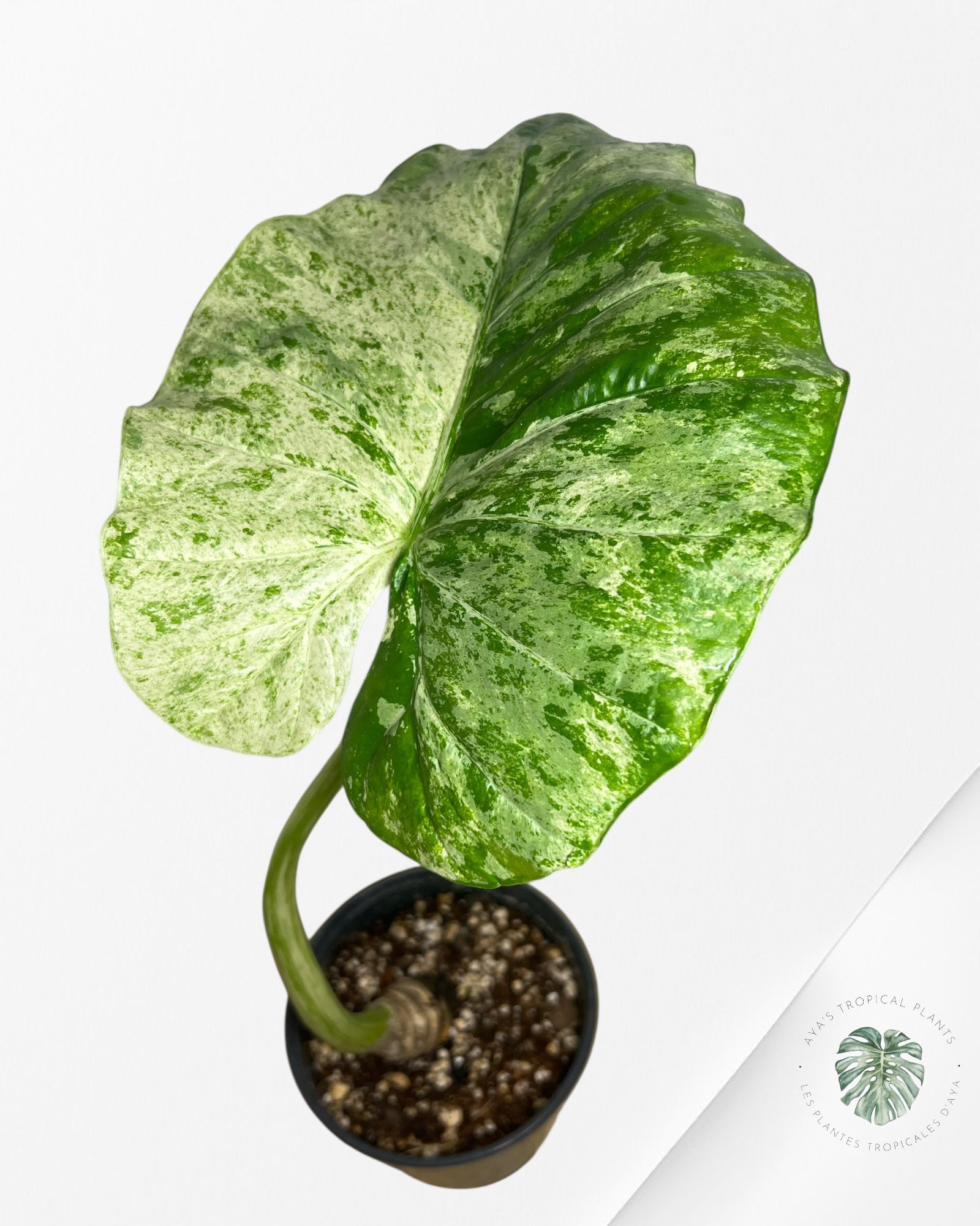Alocasia Macrorrhiza Splash -SPB