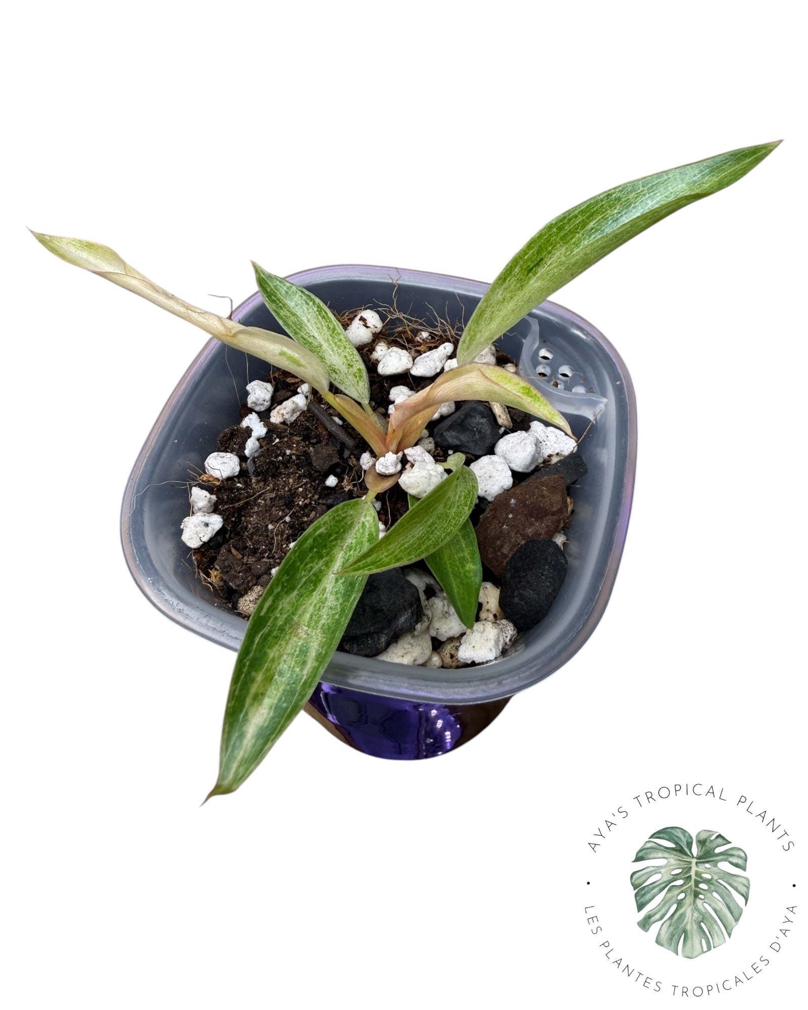 Philodendron Strawberry Caramel Panaché