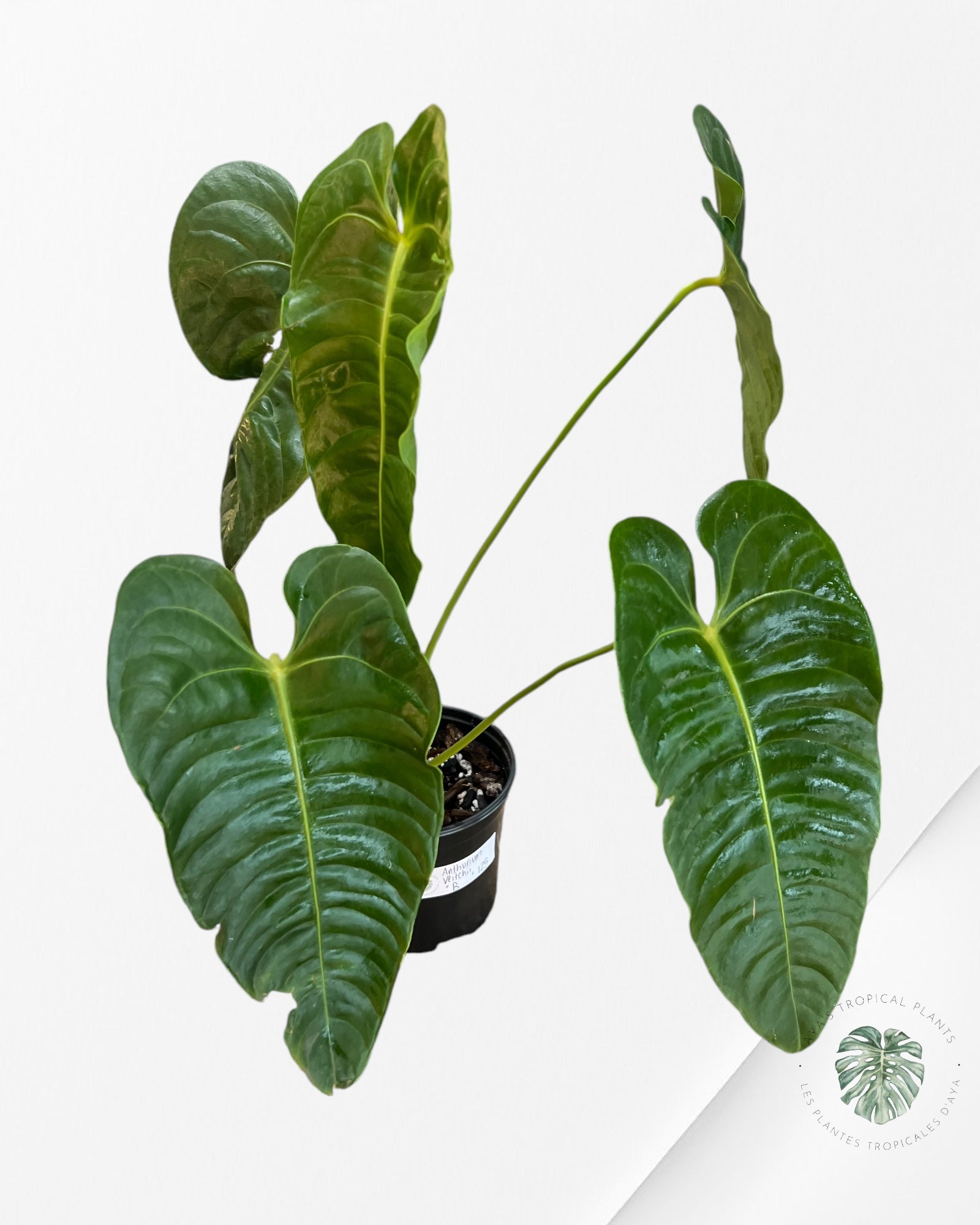 Anthurium Veitchii -B