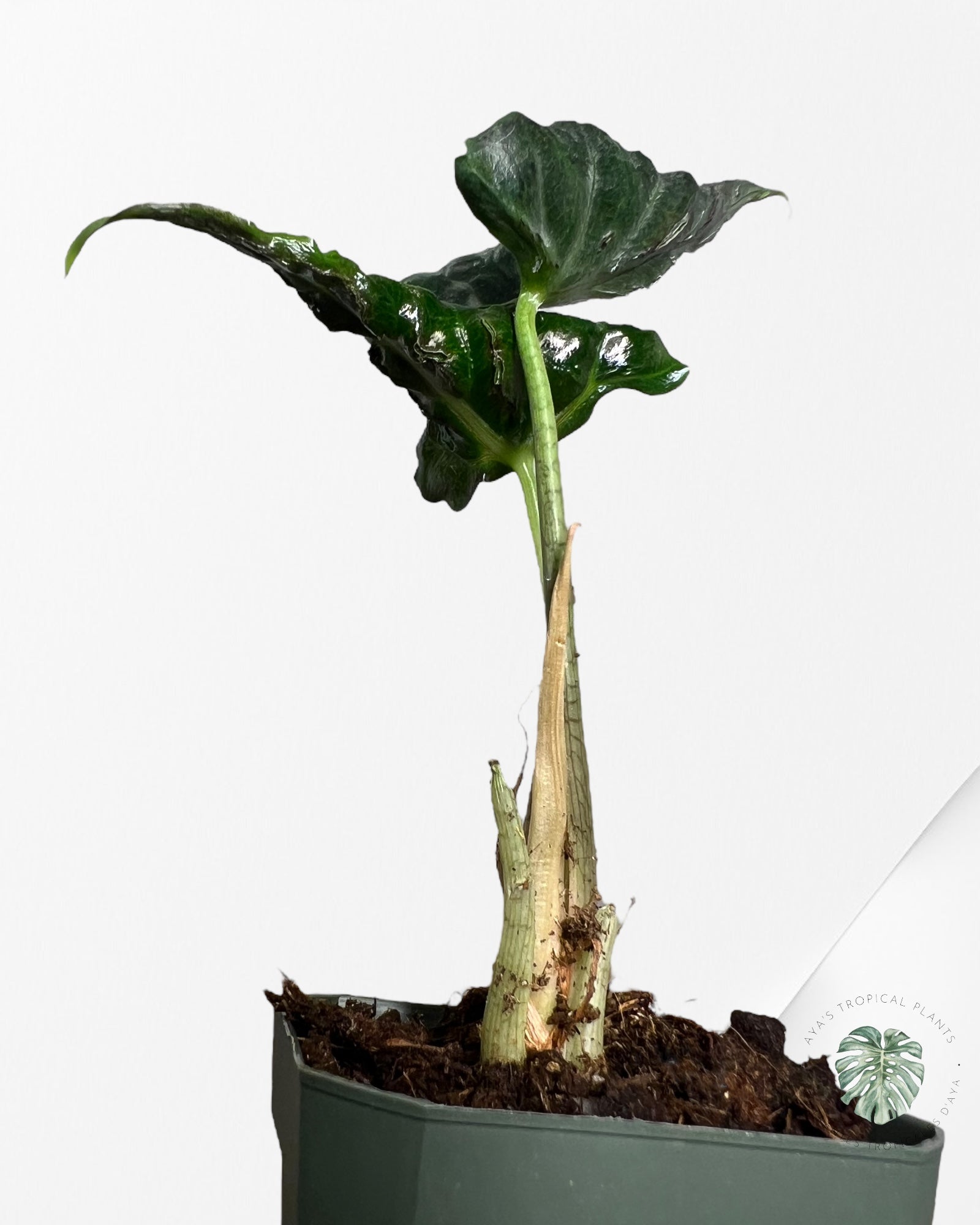 Alocasia Loco - G