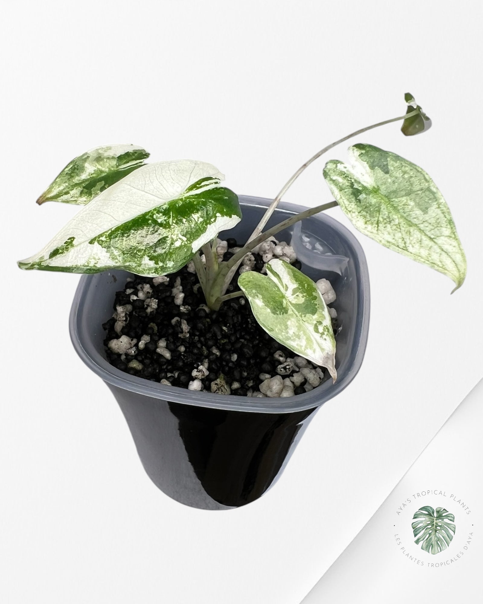 Alocasia Sarian Albo Variegated