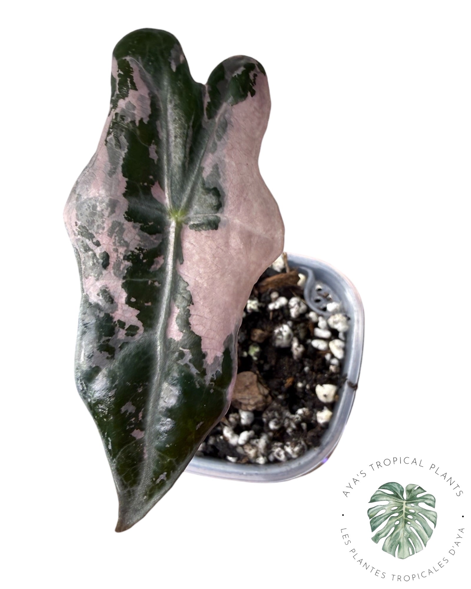Alocasia Nobilis Panaché Rose