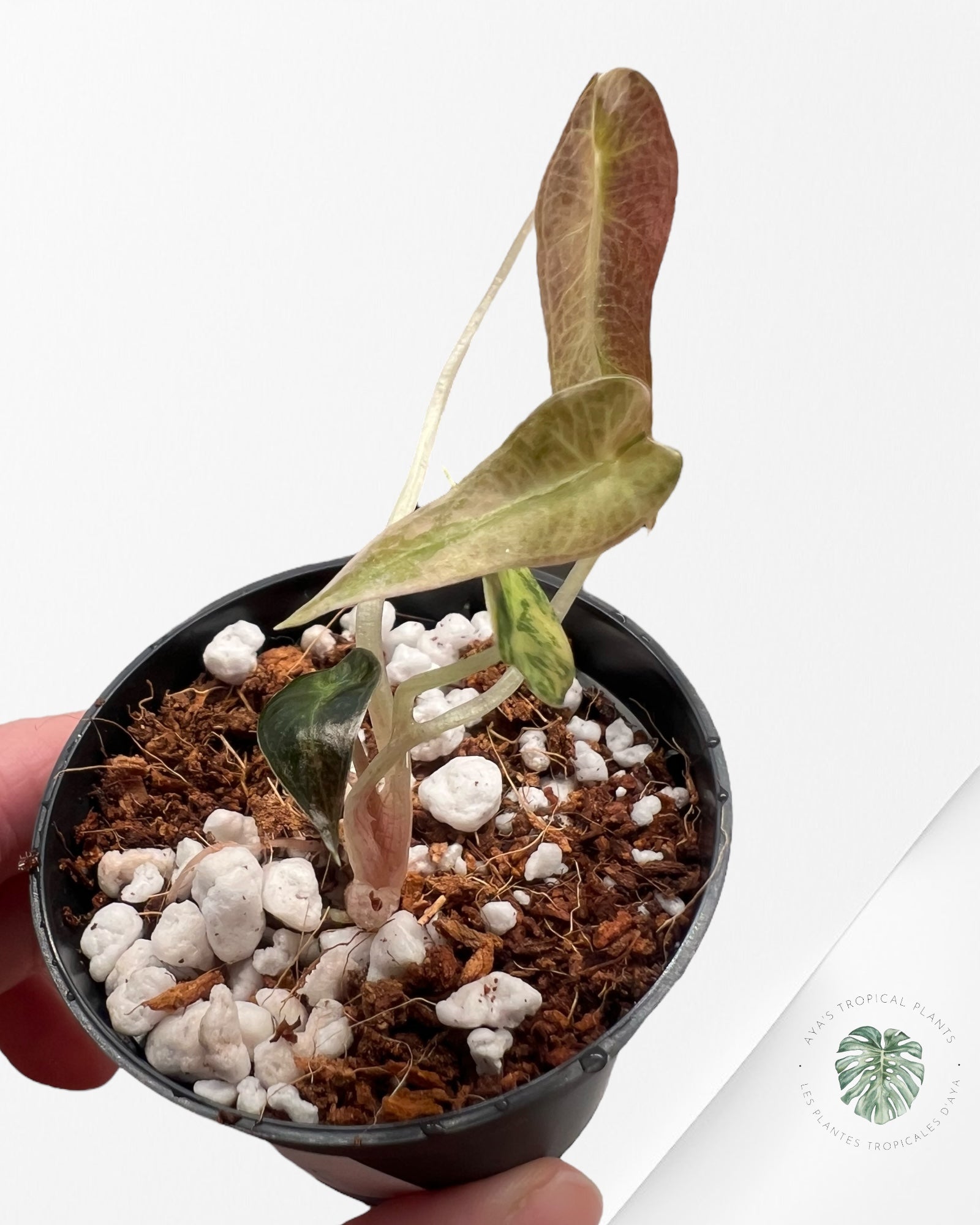 Alocasia Bambino Panaché (Aurea) - TC02