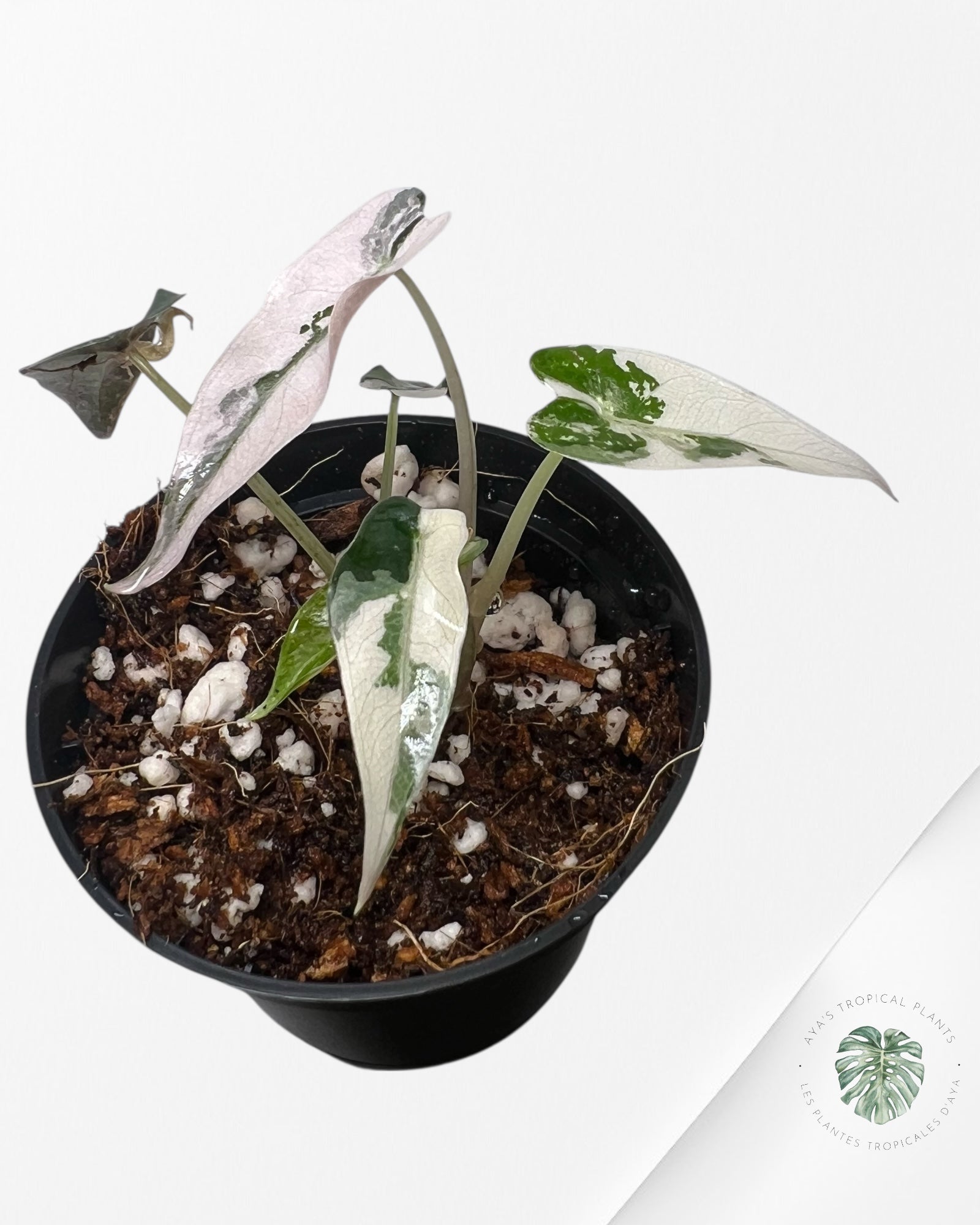 Alocasia Bambino Variegated (pink) - A