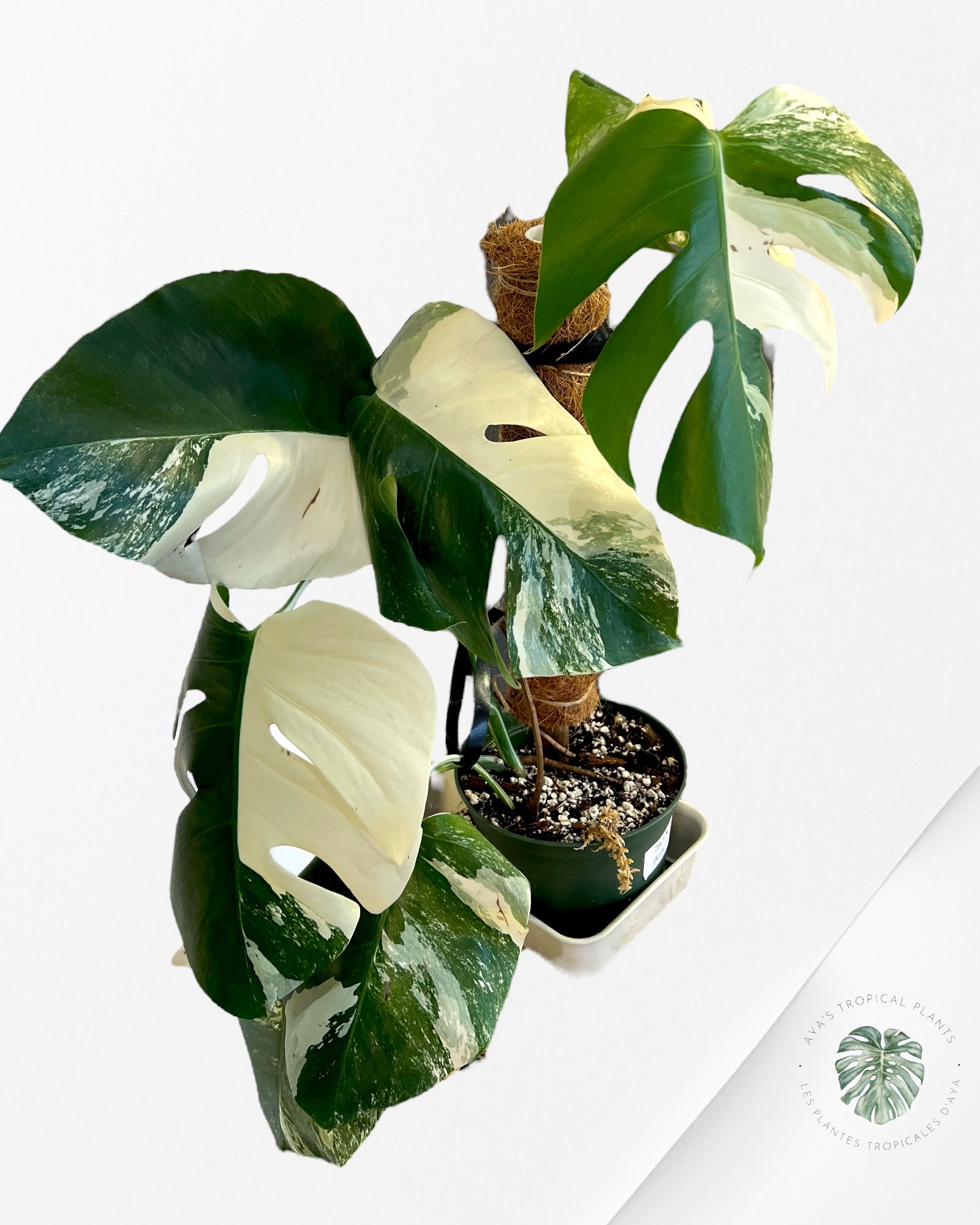 Monstera  Borsigiana Albo-JAM3