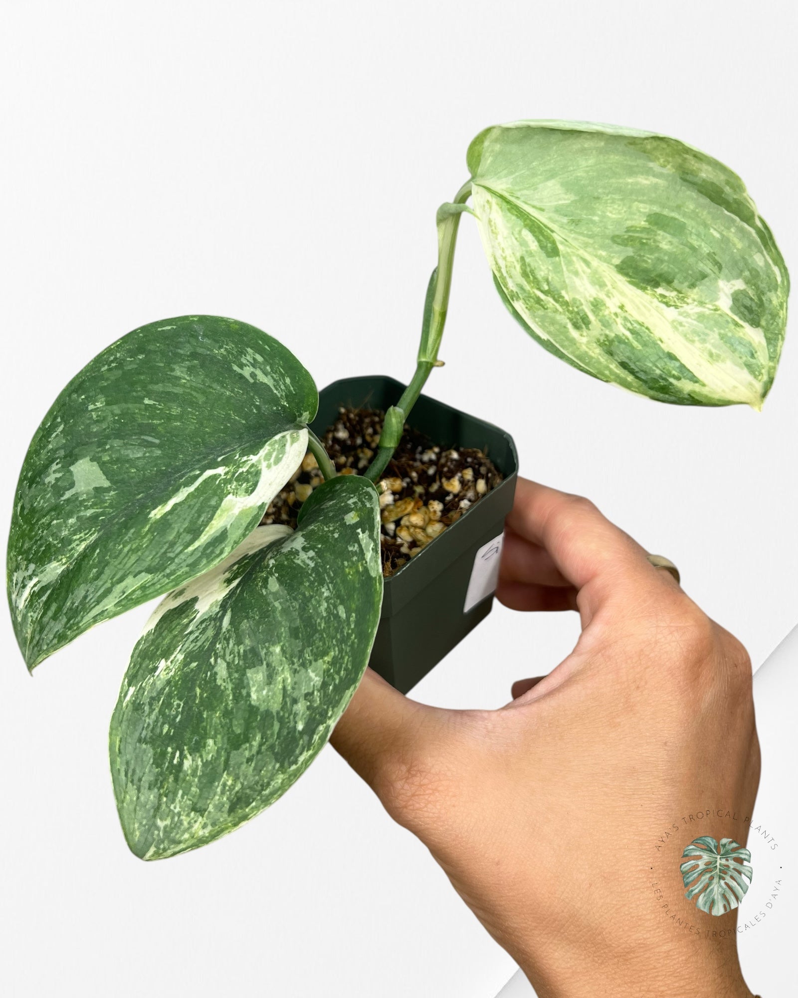 Scindapsus Silver Splash Variagated - A1