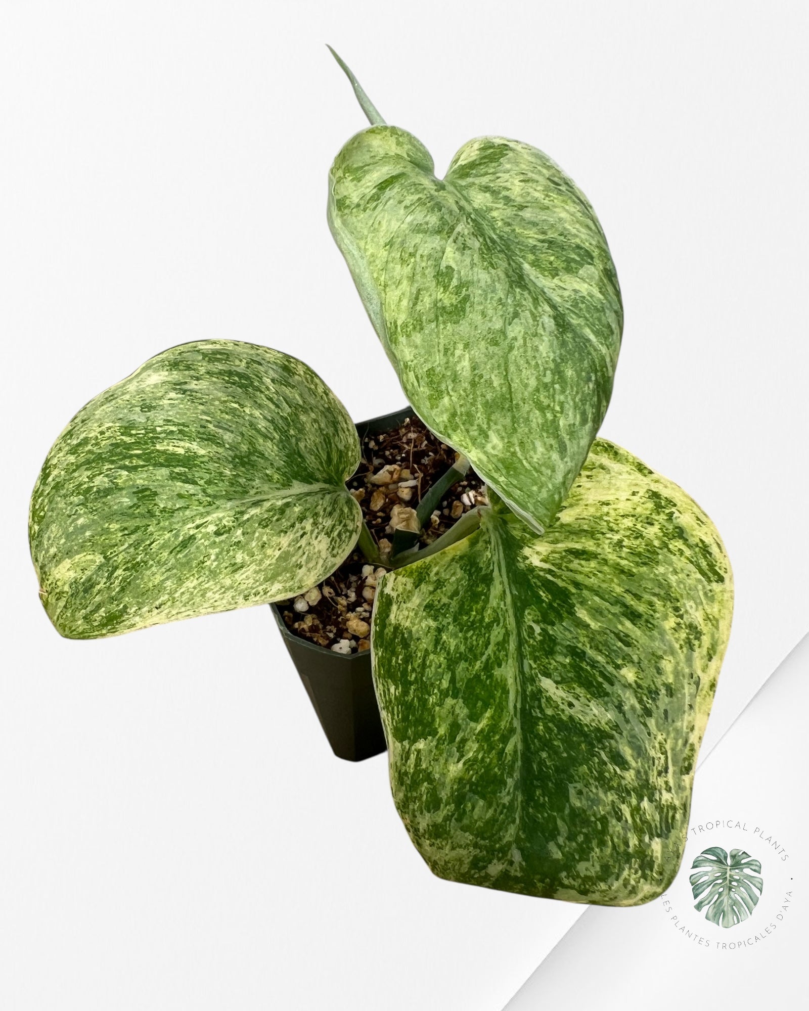 Scindapsus Yellow Lava - Di3